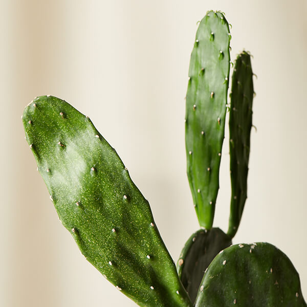 Cactus Care