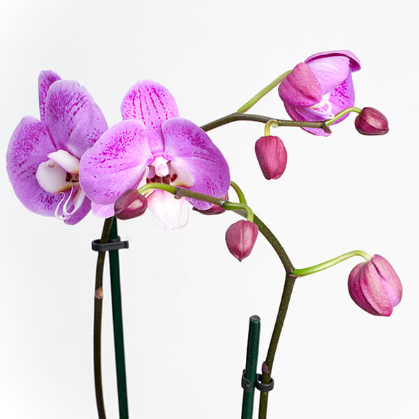 bloomscape_product_orchid_detail_600x600 Buy Bloomscape Orchid Indoor Plant
