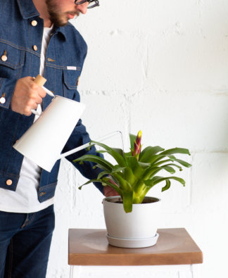 How to Tell If You've Overwatered Your Plant