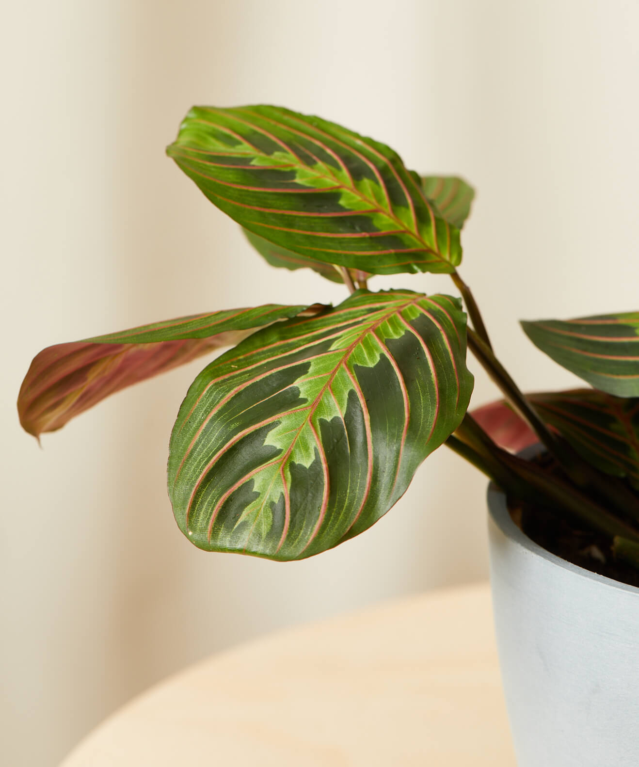 Buy Bloomscape Potted Red Prayer Plant