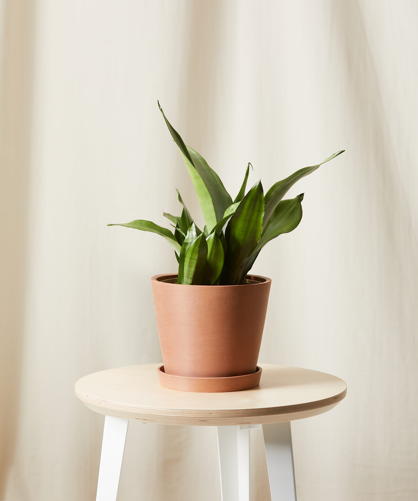 Buy Bloomscape Potted Sansevieria Moonshine Buy Bloomscape Potted Sansevieria Moonshine