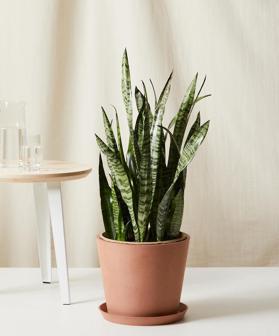 Buy Bloomscape Potted Sansevieria Buy Bloomscape Potted Sansevieria