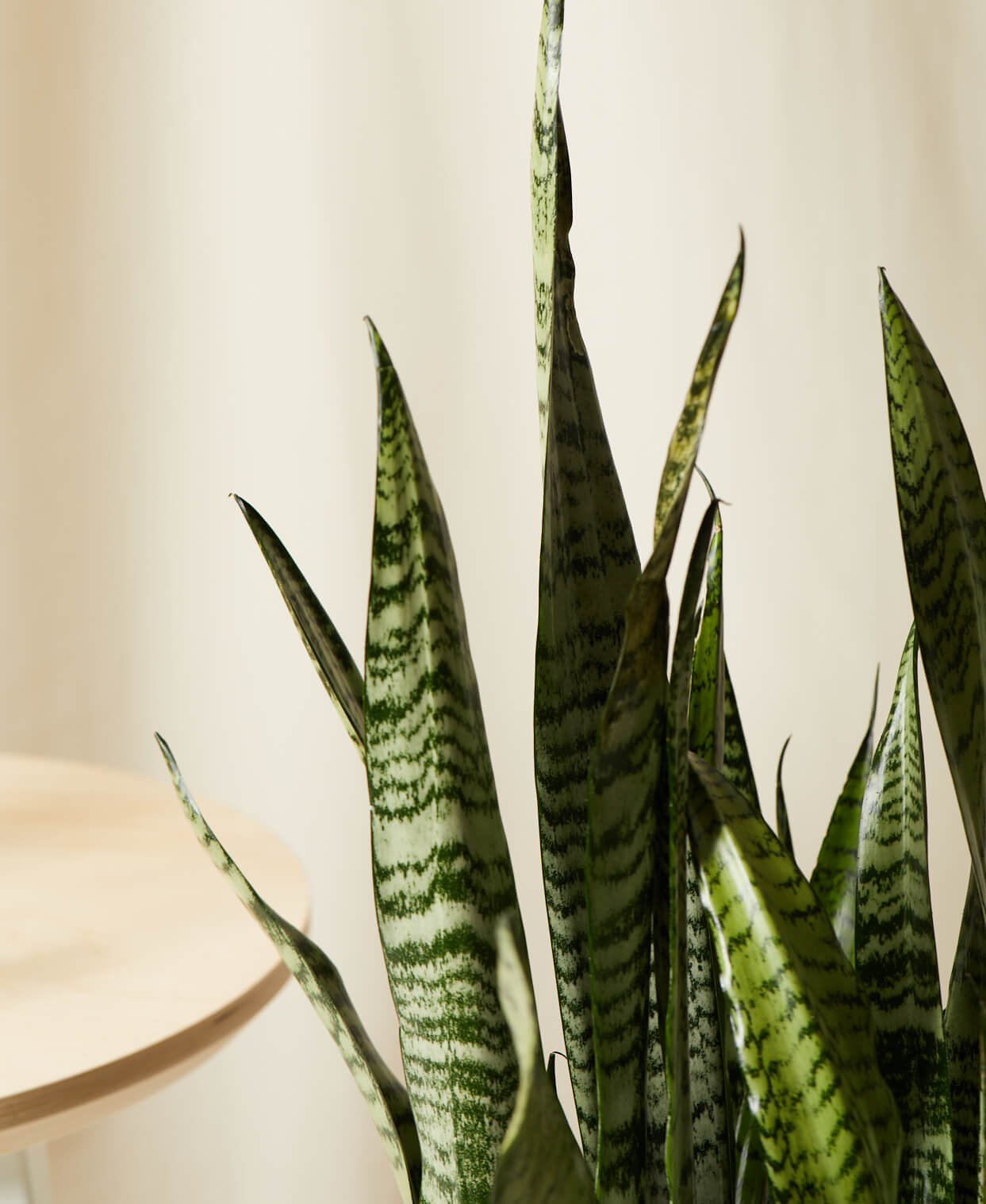 Buy Bloomscape Potted Sansevieria