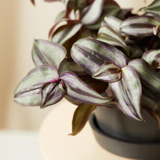 Buy Bloomscape Tradescantia Indoor Plant
