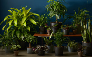 Bloomscape | Buy potted indoor plants online
