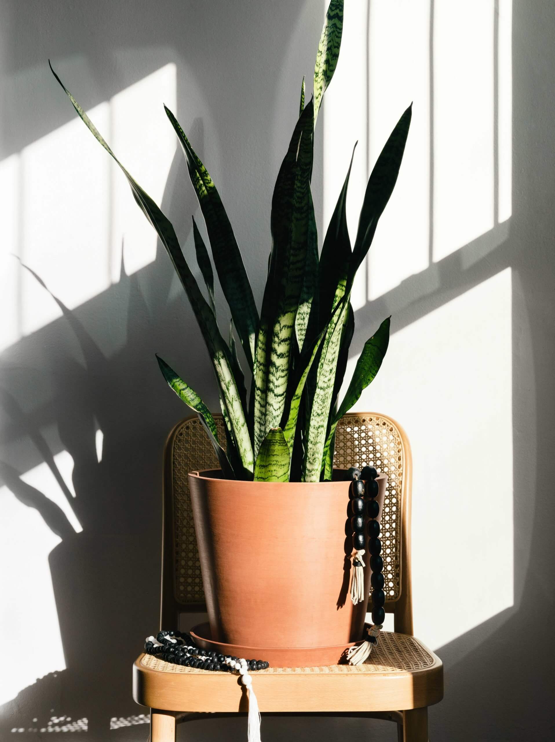 Shop Easy Care Houseplants | Bloomscape A large sansevieria sits in the sunlight atop a wicker chair against a white wall.