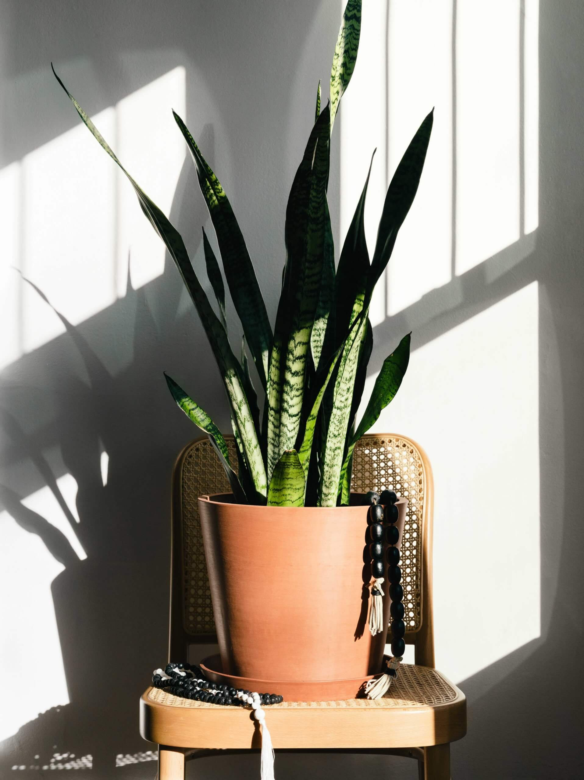 A large sansevieria sits in the sunlight atop a wicker chair against a white wall.