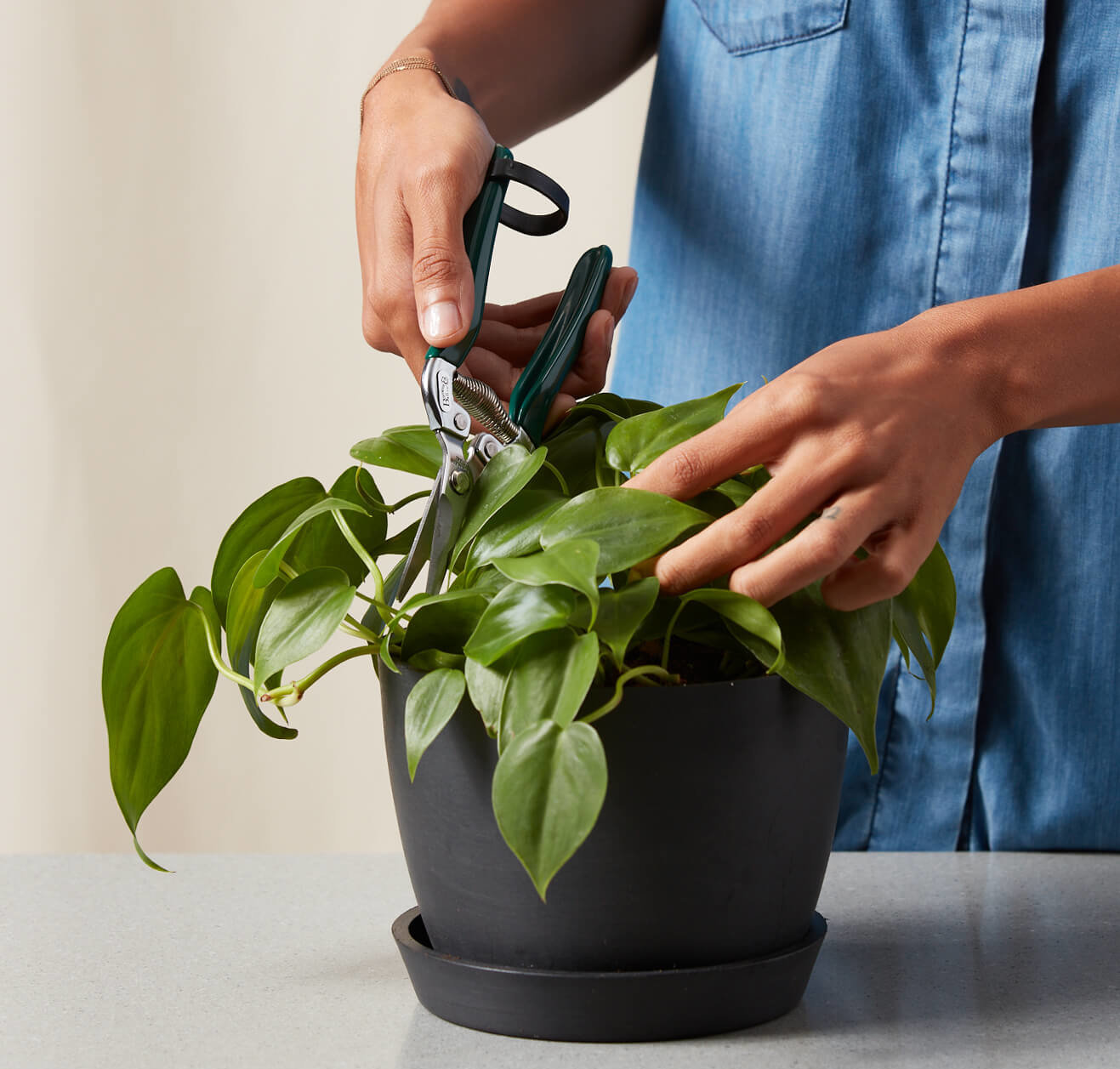 Buy Bloomscape Houseplant Snips