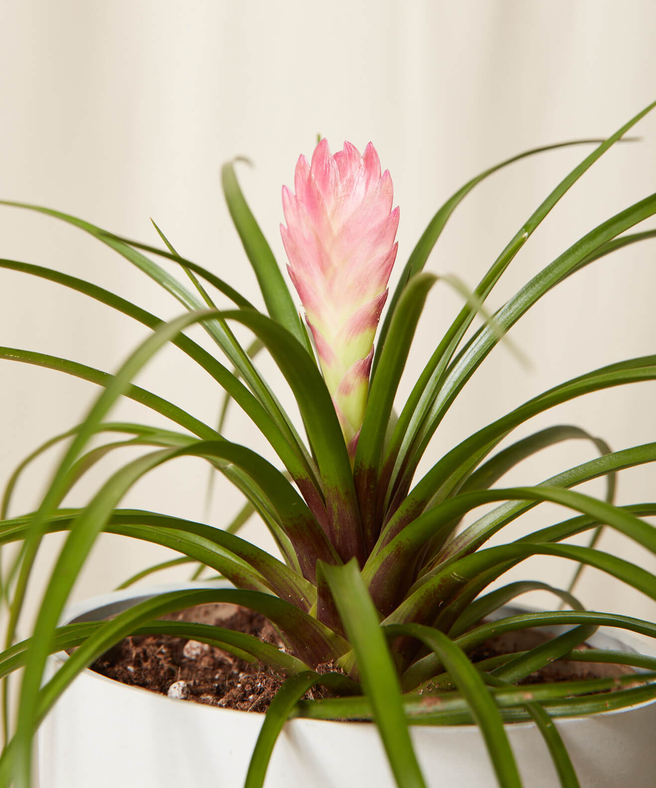 Buy Bloomscape Potted Tillandsia Summer Buy Bloomscape Potted Tillandsia Summer