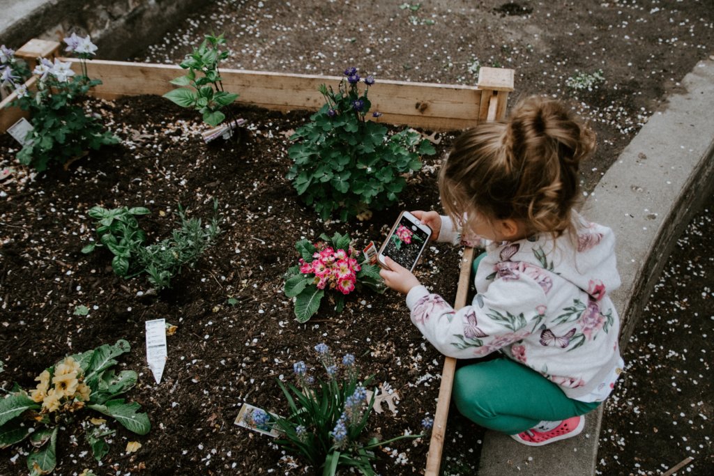 A child takes a cell phone photo of a pink flower they have planted in a garden bed.