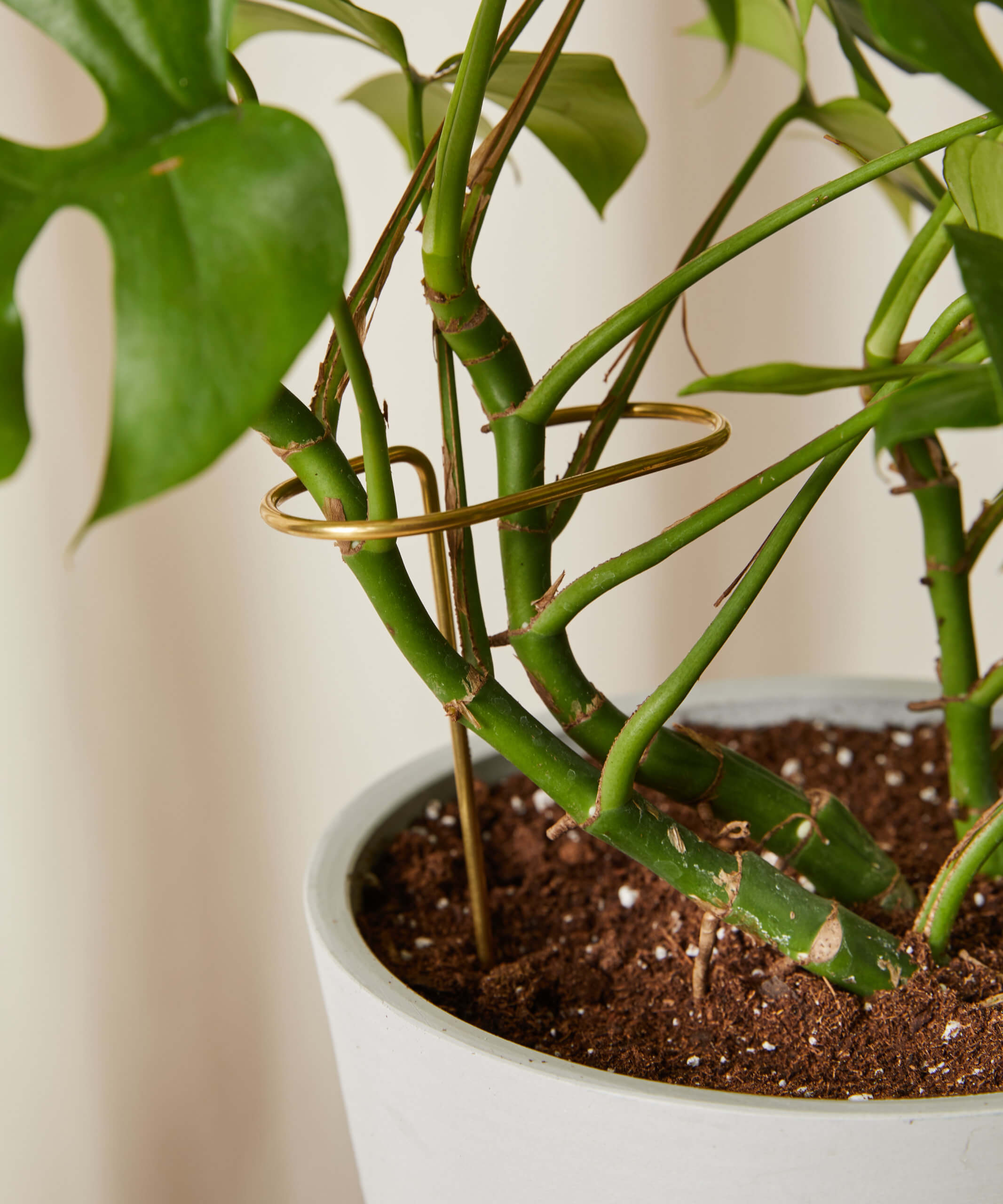 Buy Bloomscape Plant Sticks Buy Bloomscape Plant Sticks