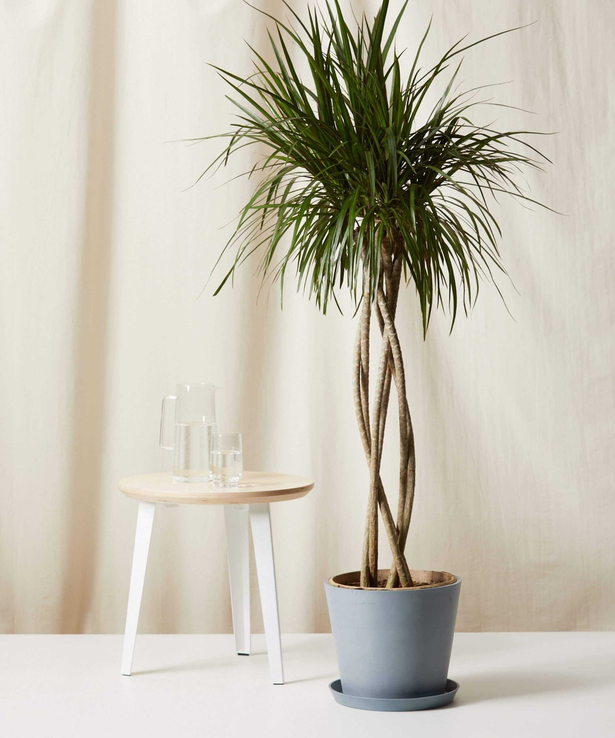 Buy Bloomscape Potted Dracaena Marginata Open Weave Bloomscape Extra-Large Dracaena Marginata Open Weave potted in Slate Ecopot.