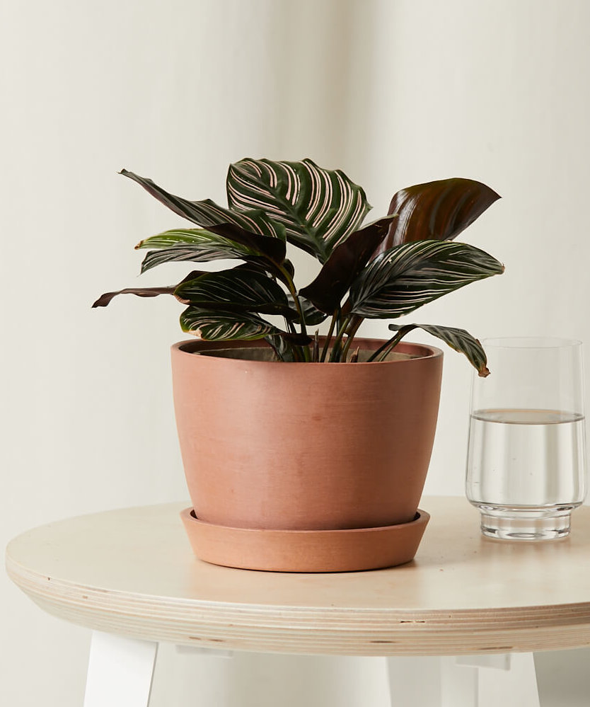 bloomscape_calathea-pinstripe_sm_clay Buy Bloomscape Potted Calathea Pinstripe