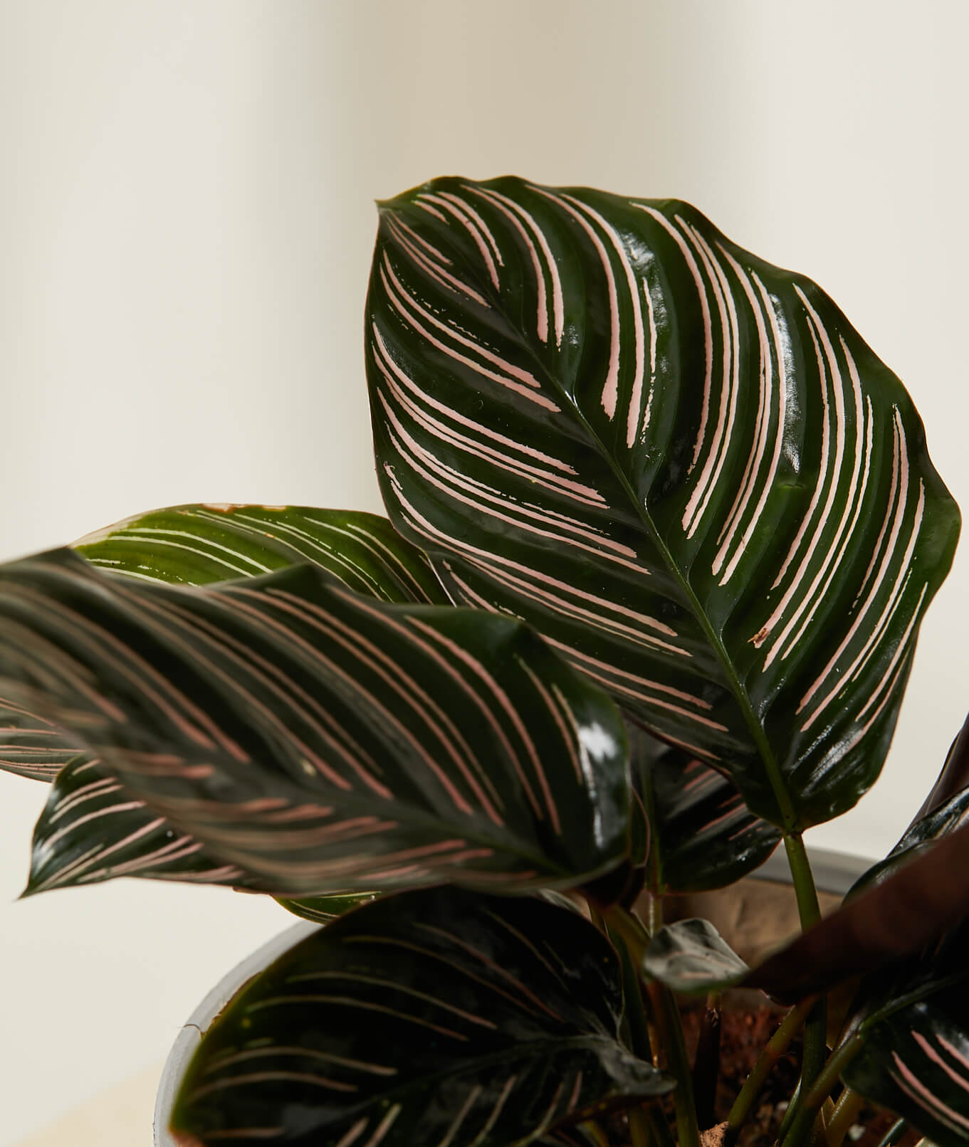 Buy Bloomscape Potted Calathea Pinstripe