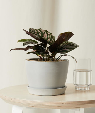 Buy Bloomscape Potted Calathea Pinstripe