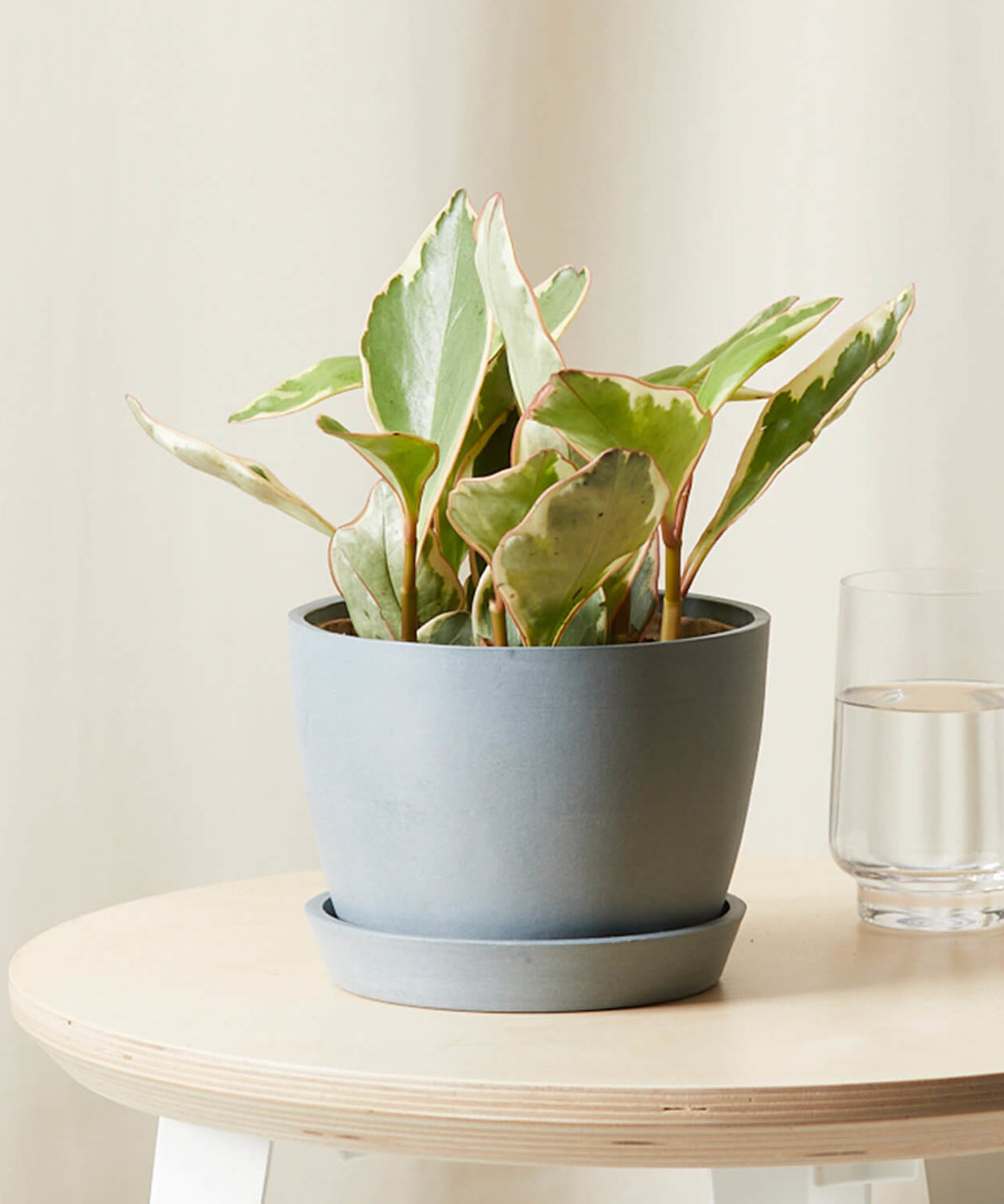 bloomscape_peperomia-ginny_slate_0621