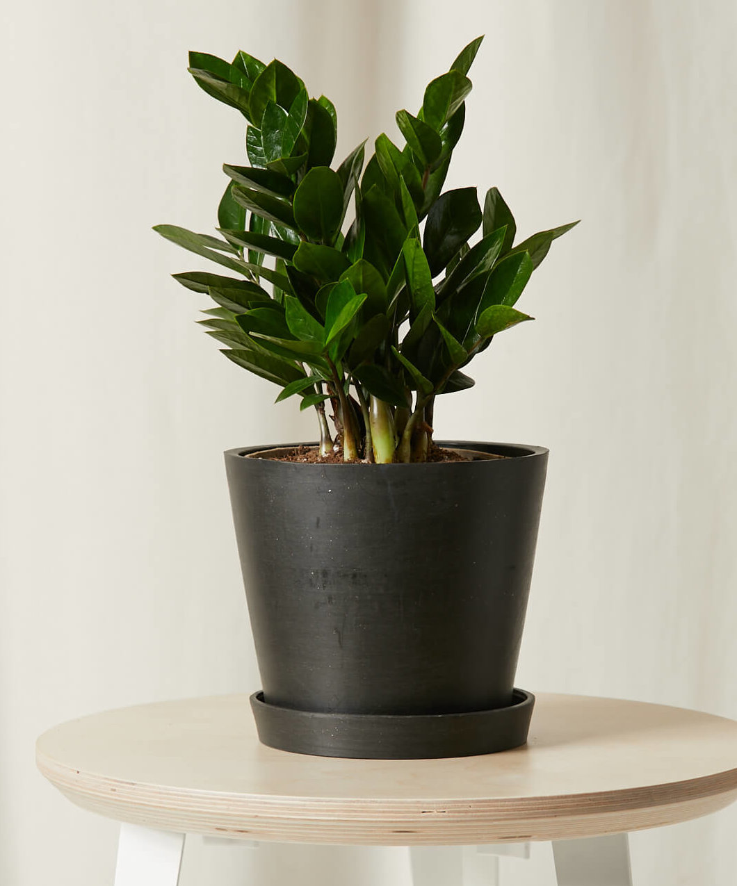 bloomscape_zz-plant_md_charcoal