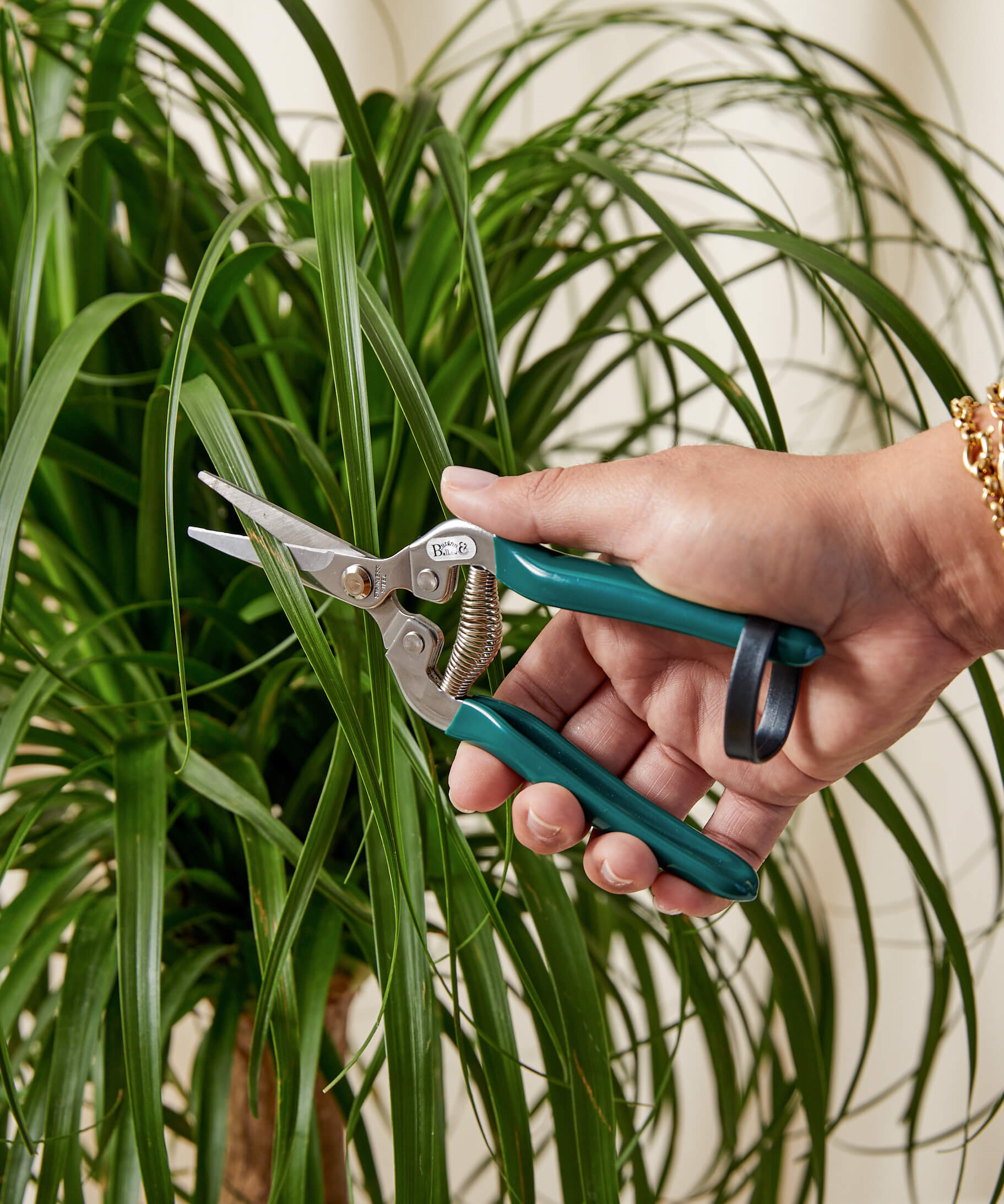 bloomscape_ponytail-palm_plant-snips_color-edit