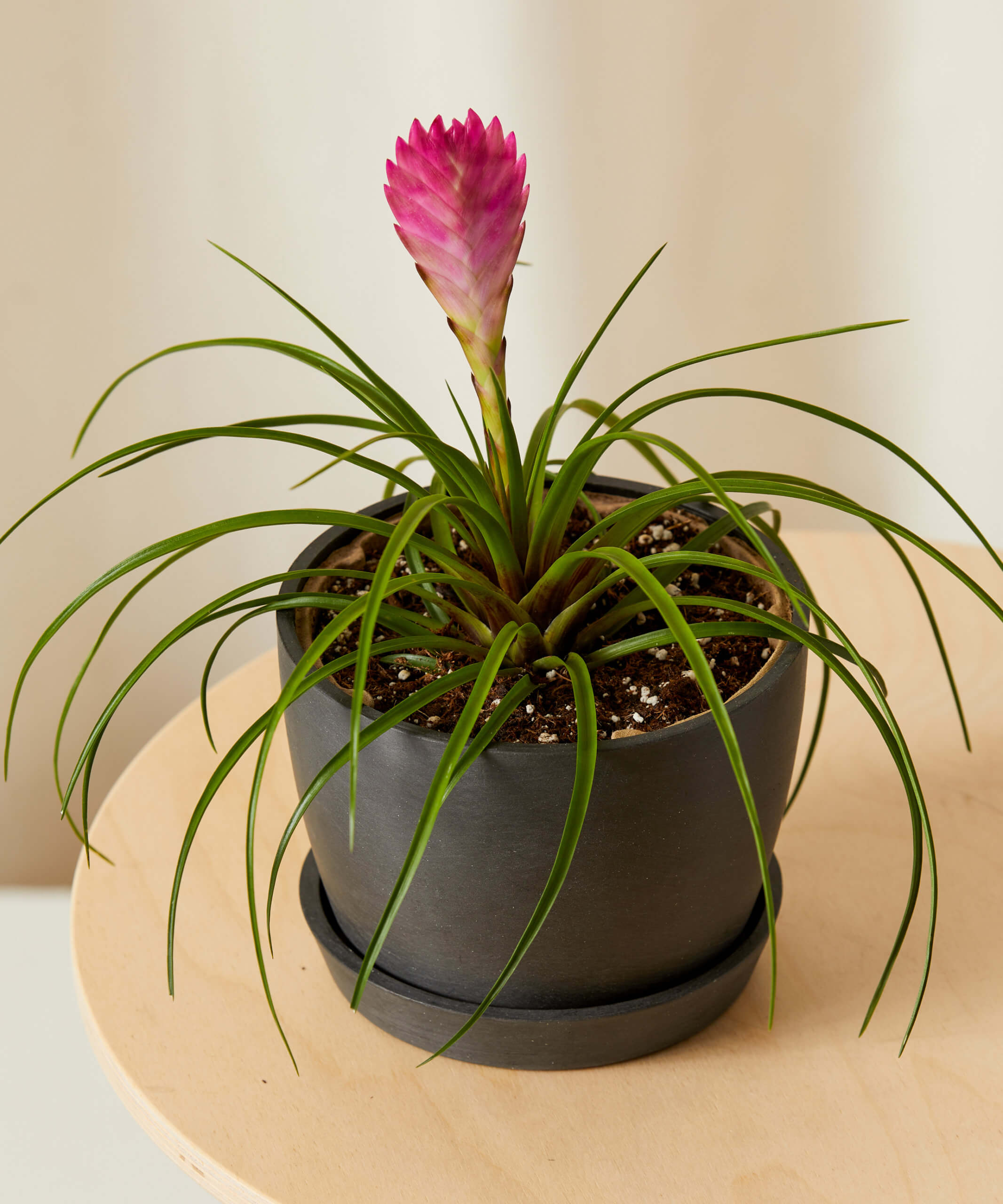 bloomscape_bromeliad-summer_small_charcoal_overhead