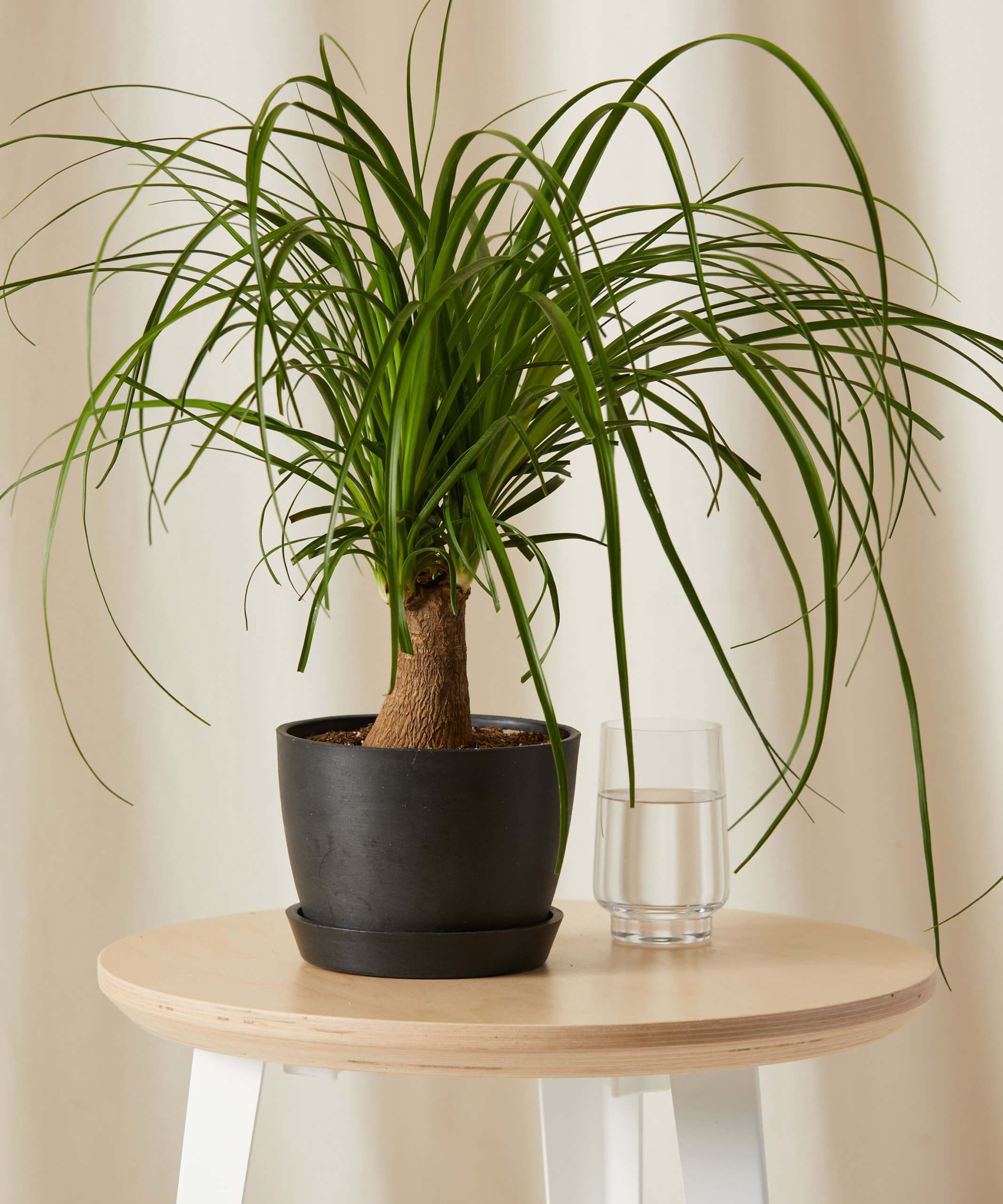 bloomscape_ponytail-palm_small_charcoal