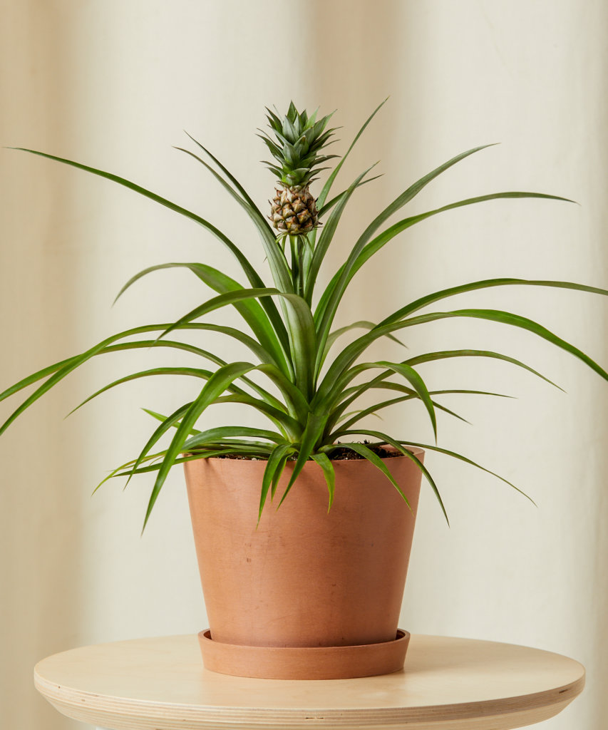 Buy Bloomscape Kid Safe Potted Bromeliad Pineapple