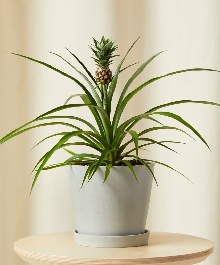 Bromeliad Pineapple with spiky leaves and small pineapple