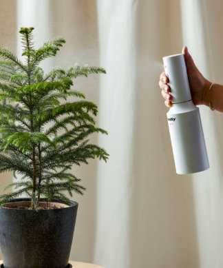 Mister being used on norfolk pine