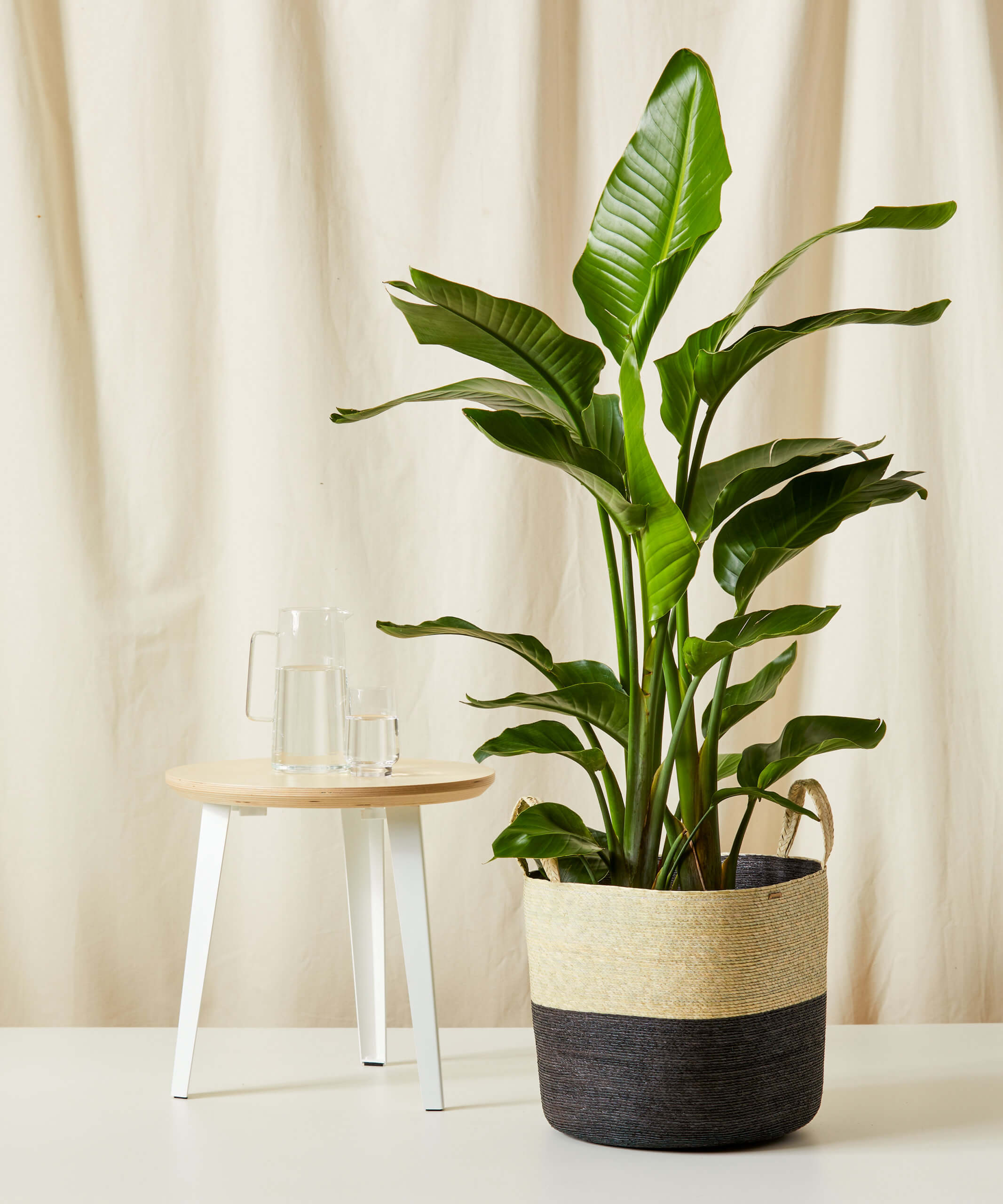 bloomscape_woven-basket_large_carbon_bird-of-paradise_xl