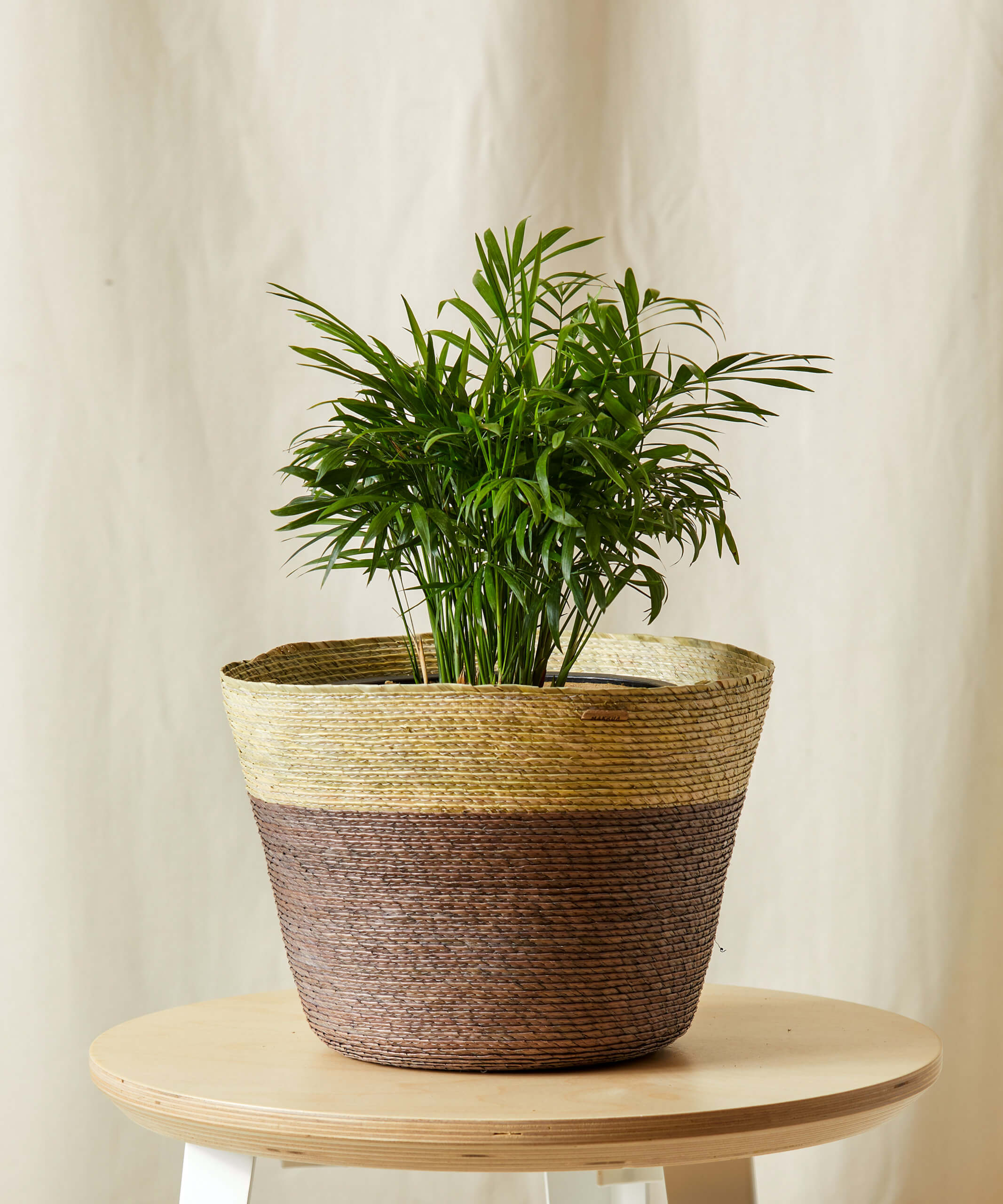 Parlor Palm Parlor Palm in a woven basket planter on a wooden stool, with soft arching fronds and lush green leaves.