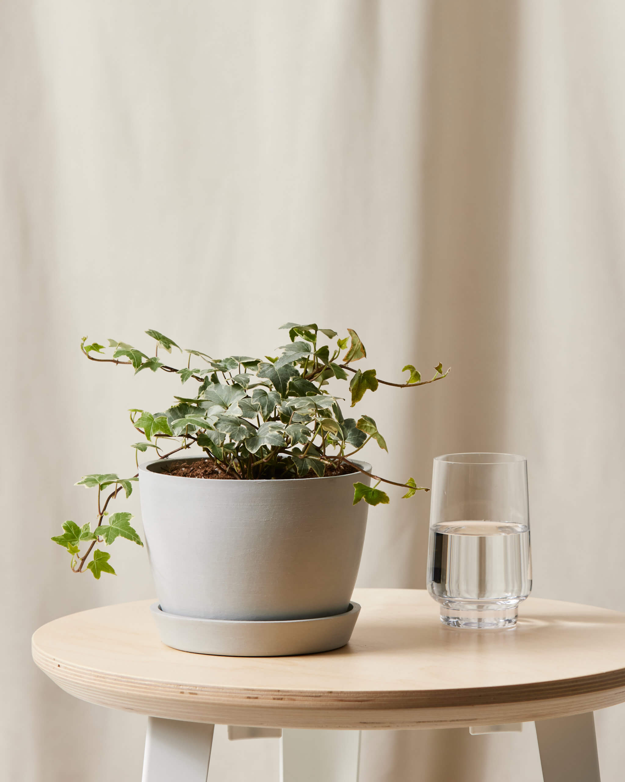 Bloomscape_IvyGlacier_small_Stone