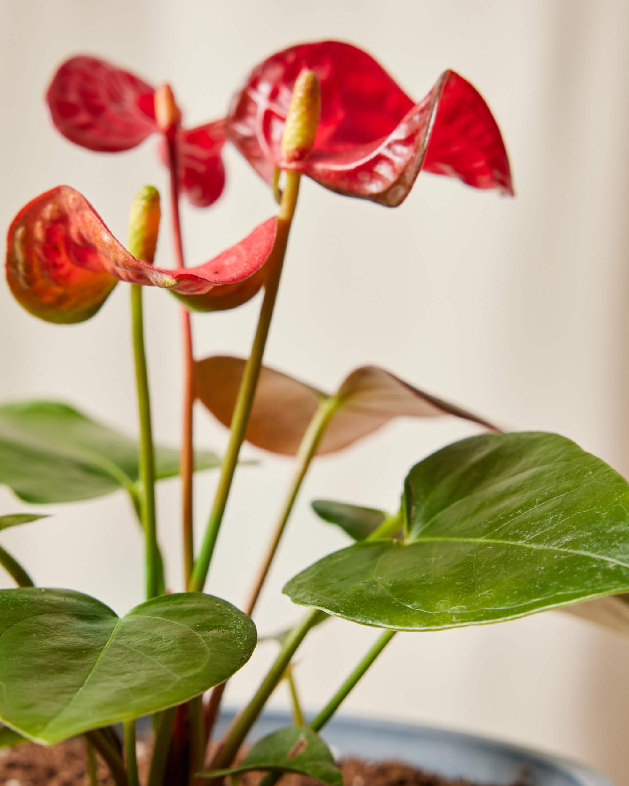 Red Anthurium Red Anthurium