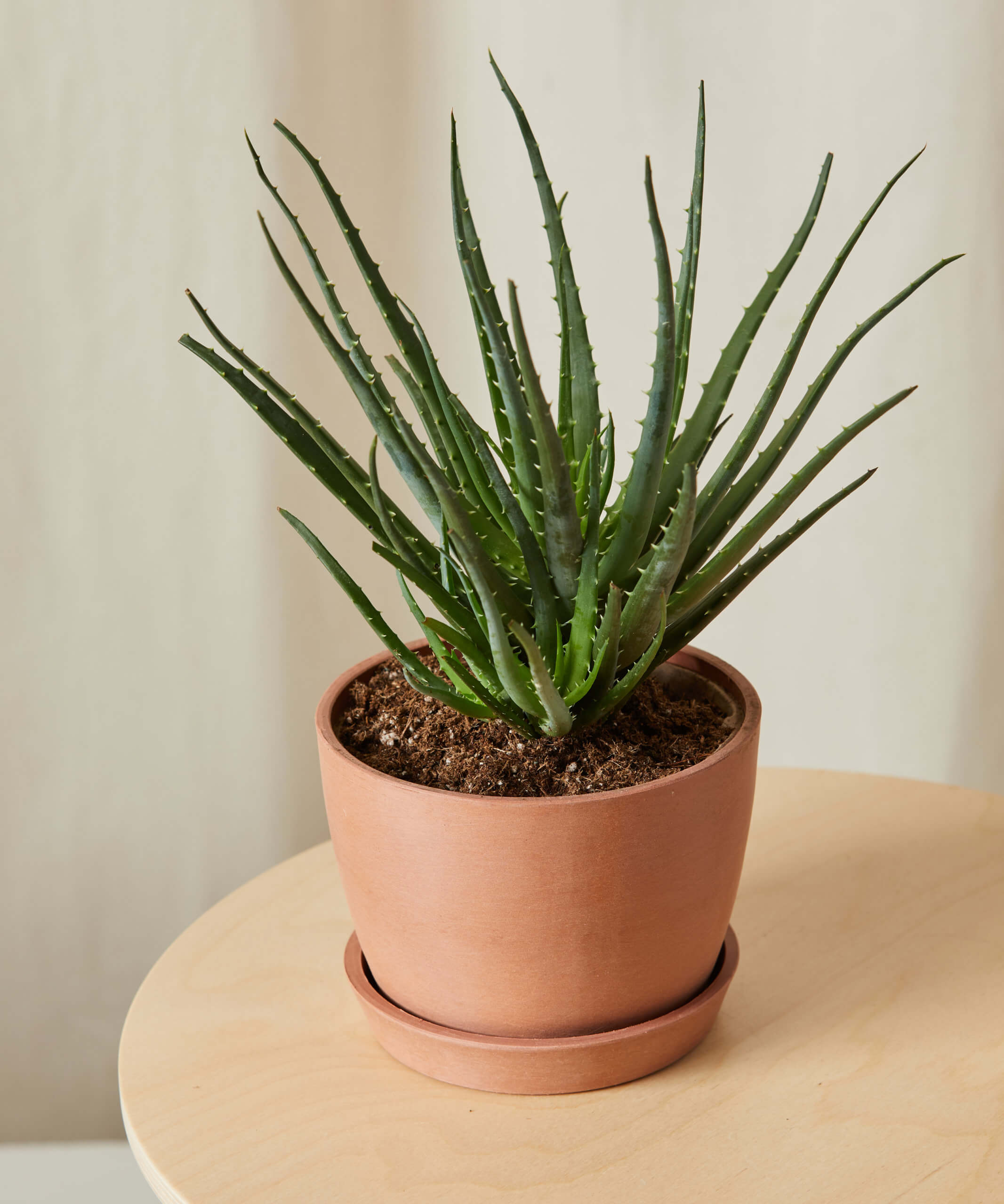 bloomscape_hedgehog-aloe_sm_angle2