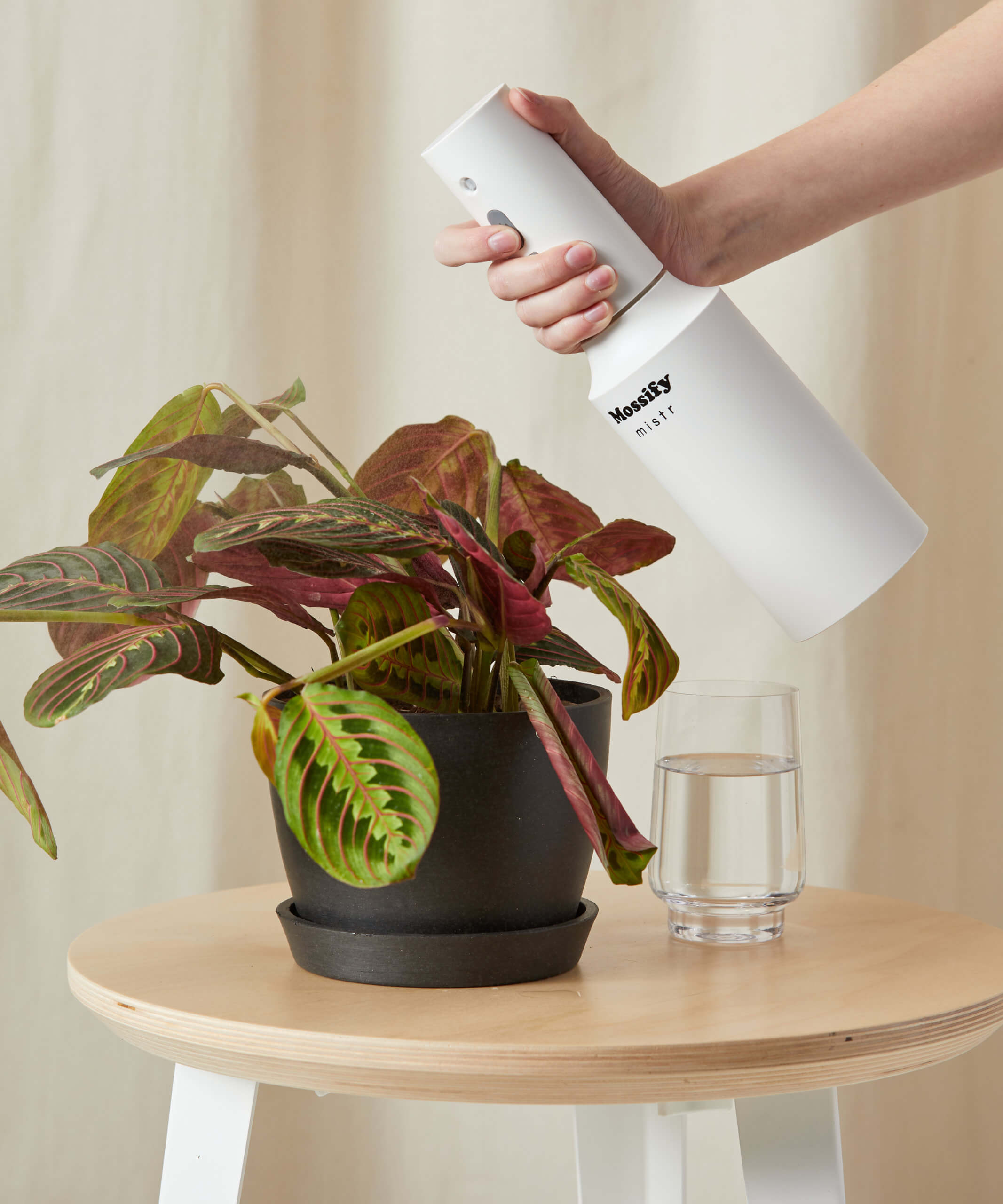 bloomscape_red-prayer-plant_sm_charcoal_care-product