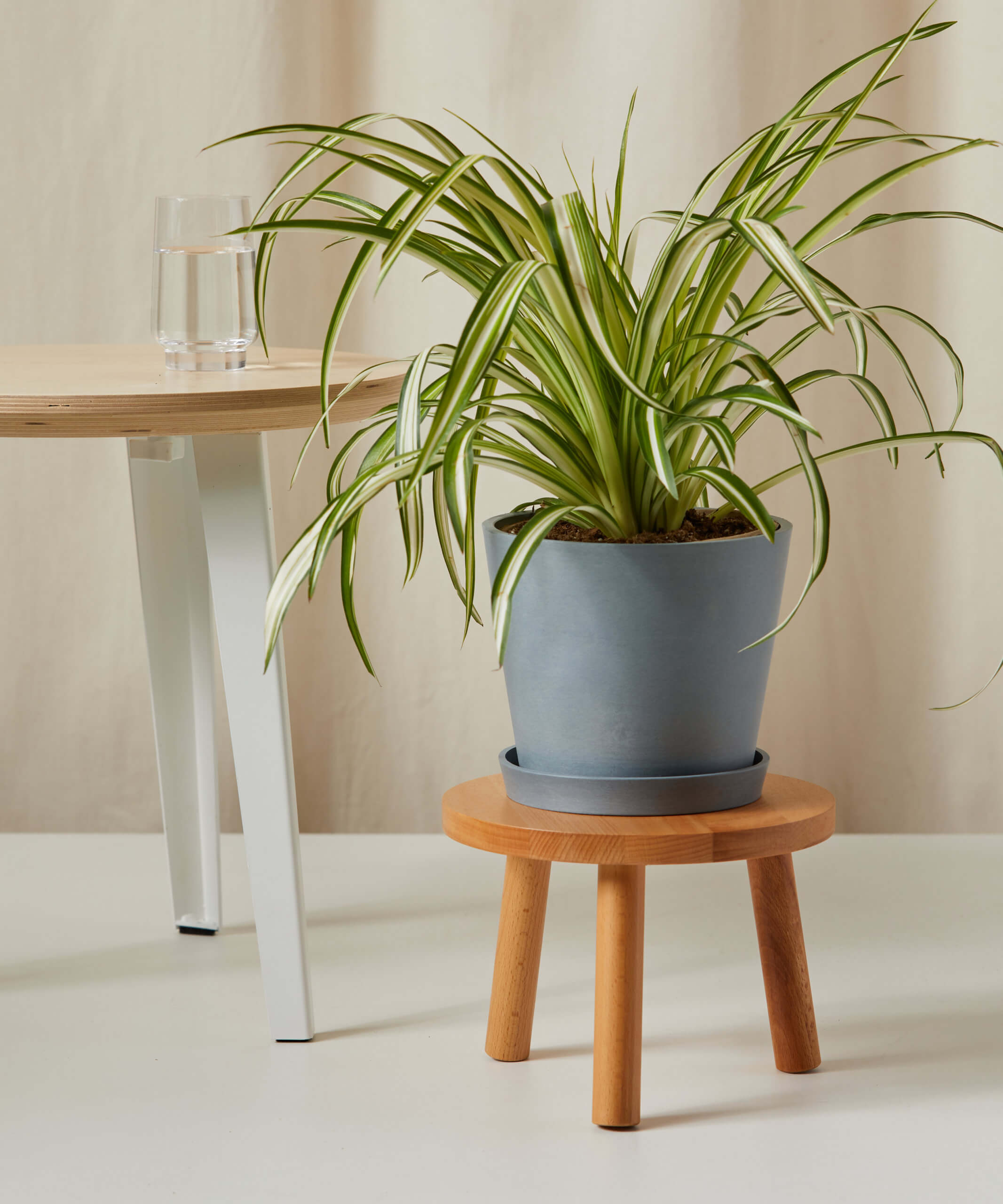 bloomscape_spider-plant_medium_care-product