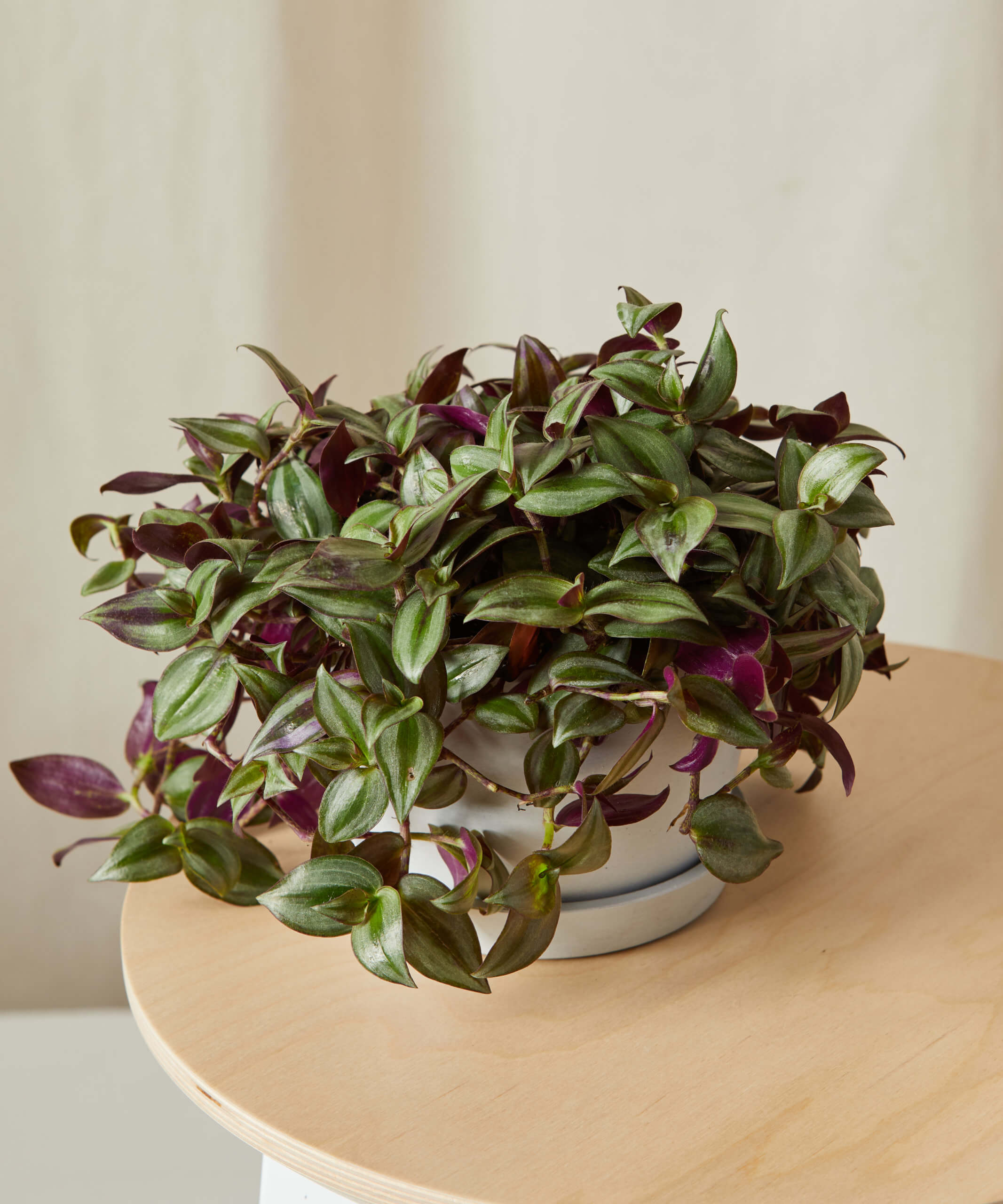 bloomscape_traadescantia-zebrina_sm_angle2