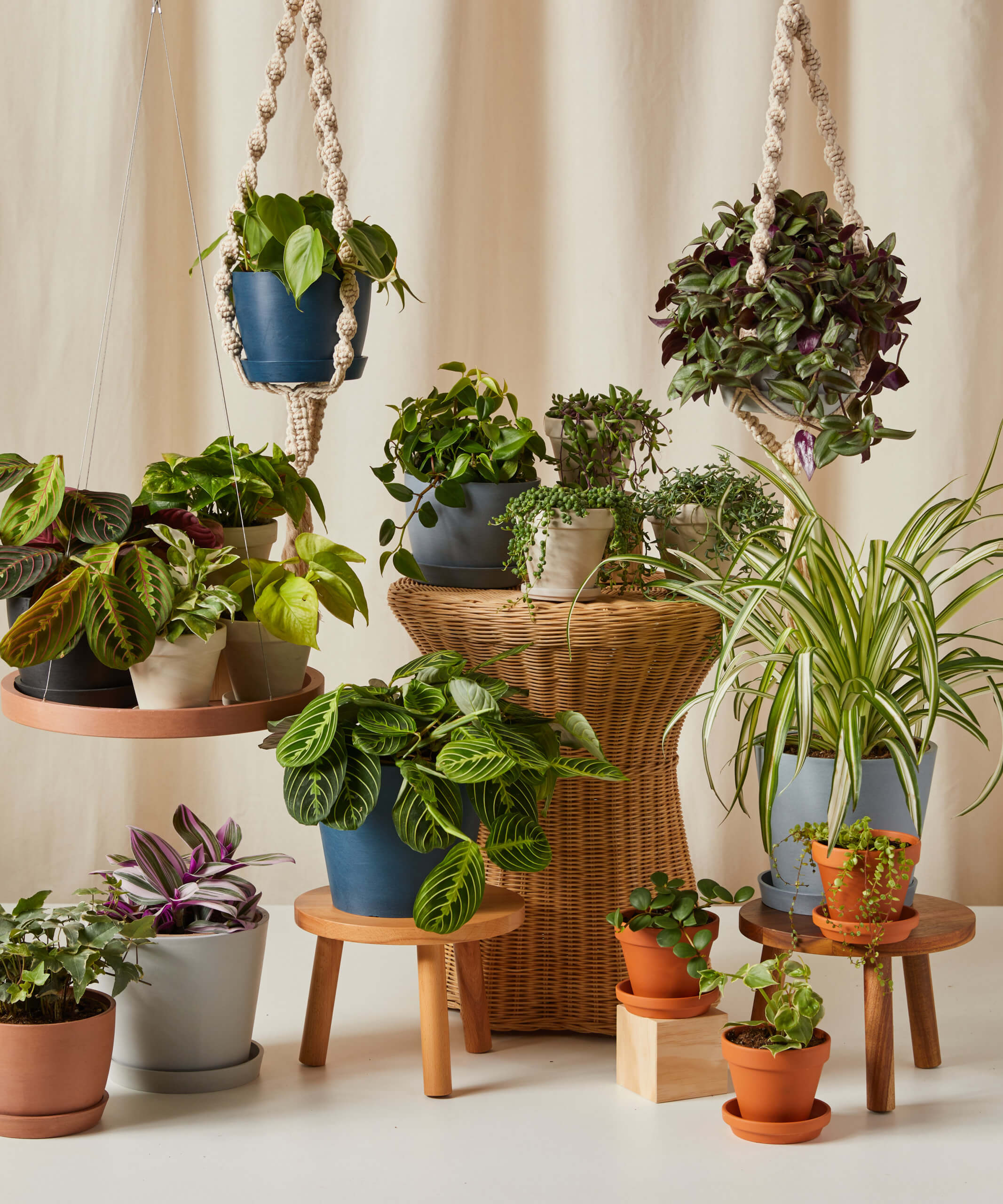 bloomscape_trailing-plants-group_vertical