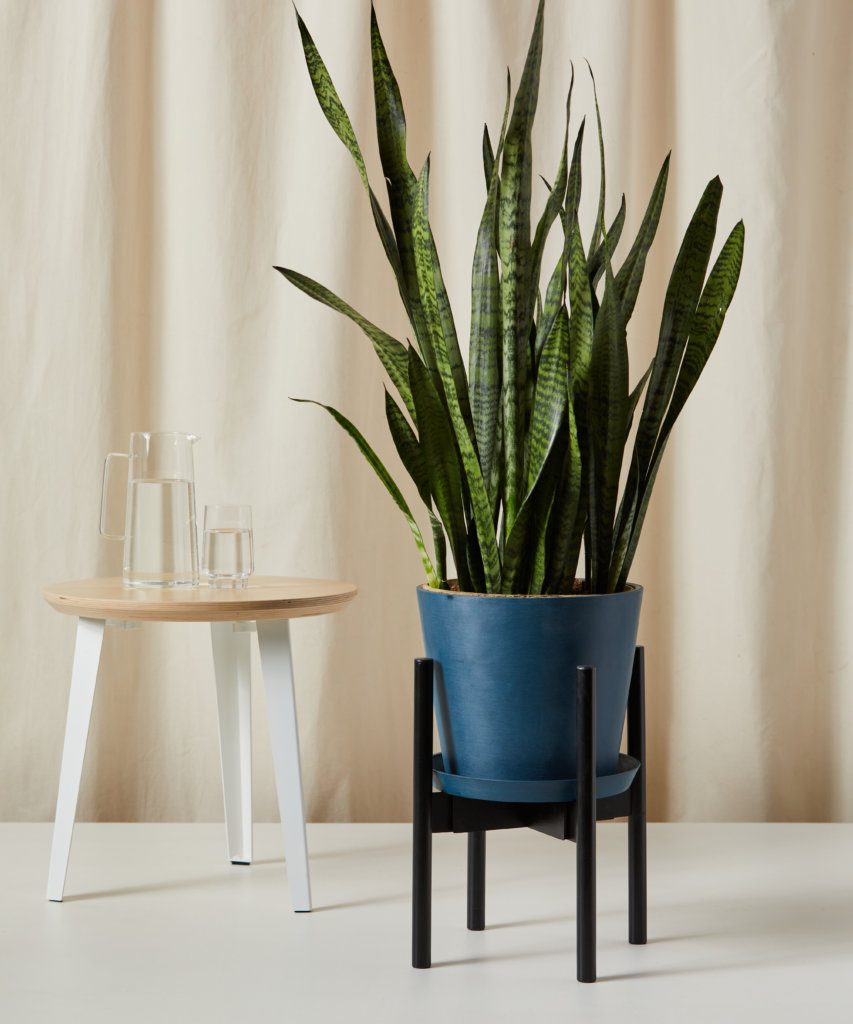 Snake Plant with upright sword-shaped leaves in a pot