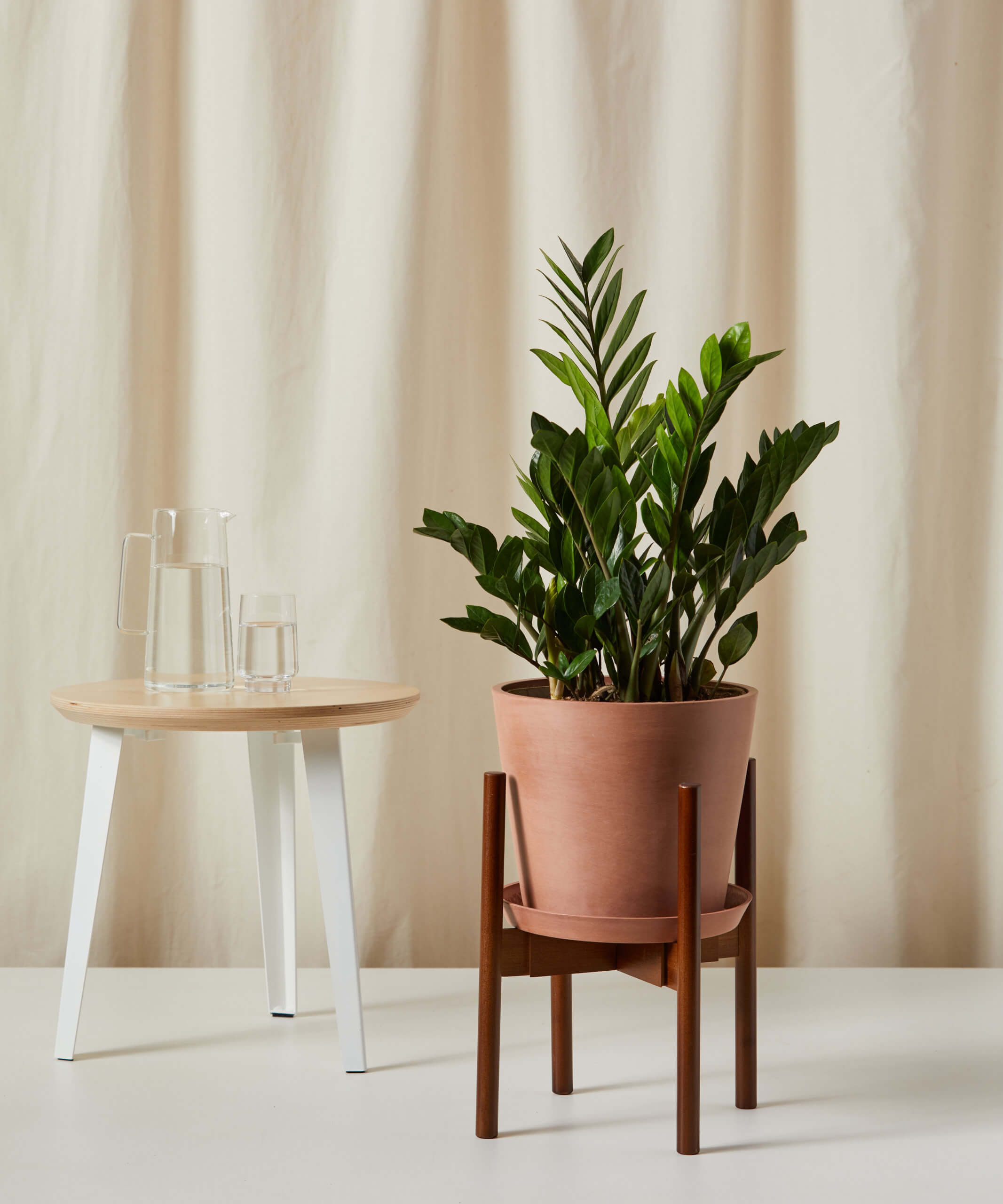bloomscape_wooden-plant-stand_dark-brown_zz-plant