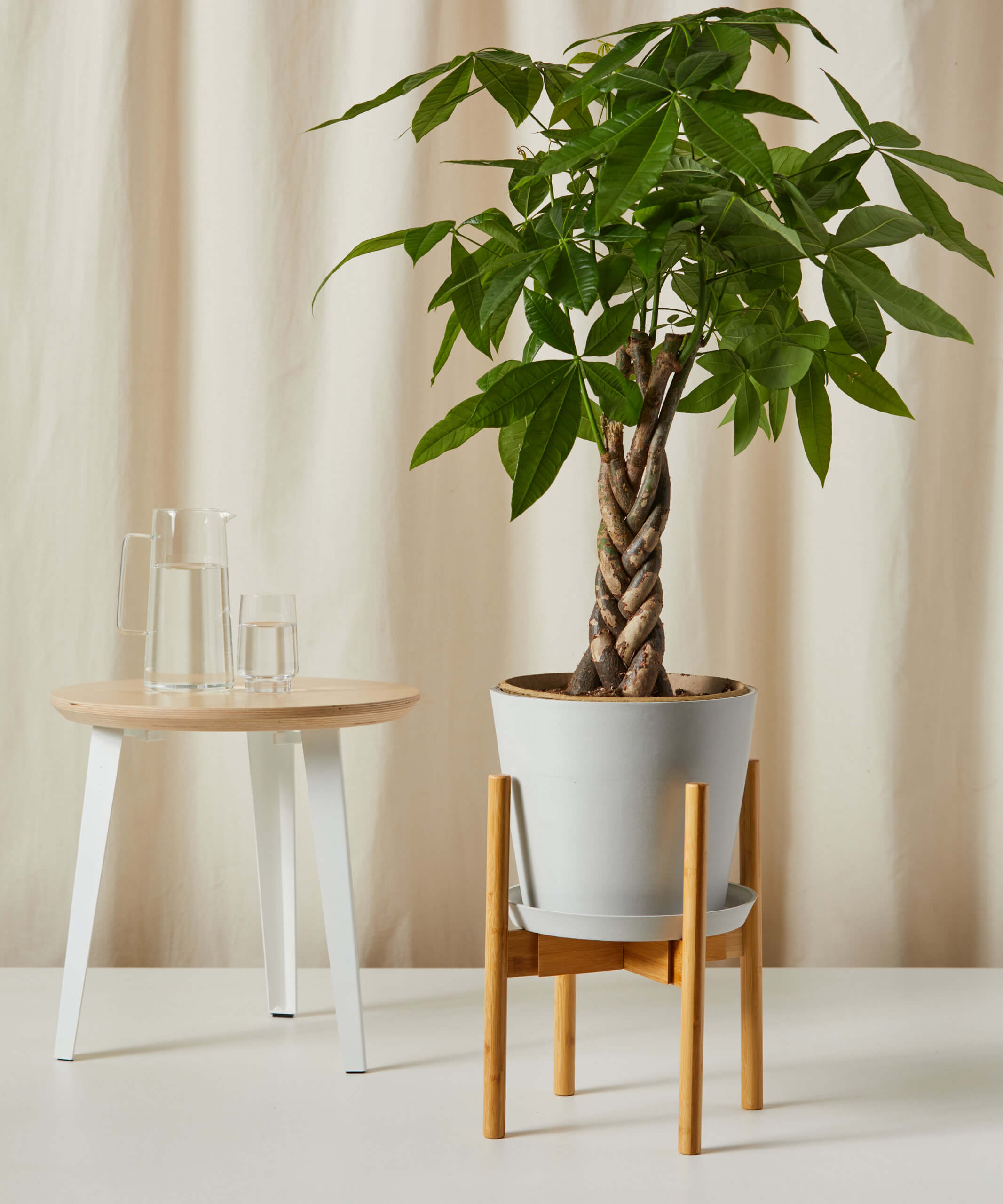 bloomscape_wooden-plant-stand_natural_money-tree