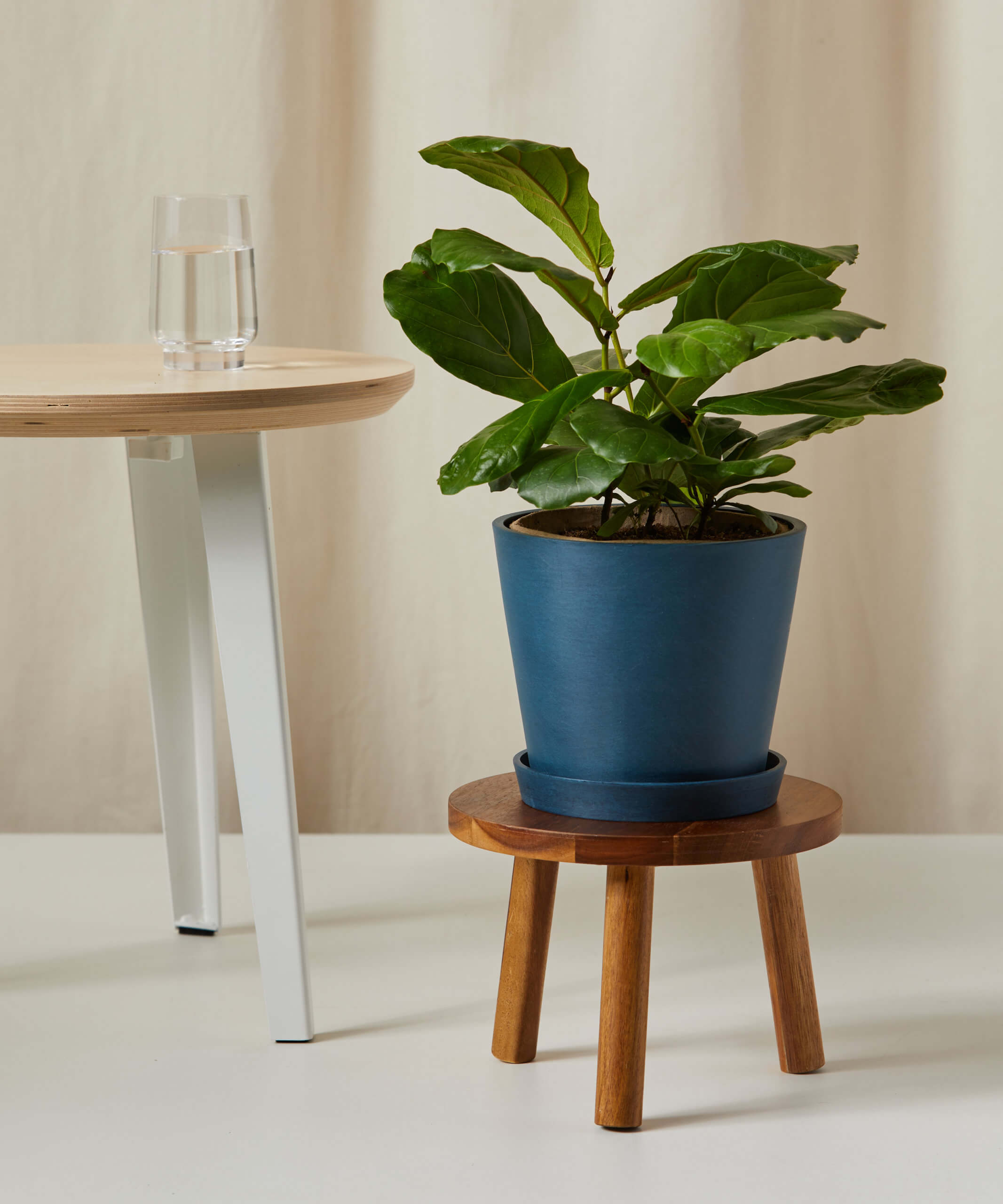 bloomscape_wooden-plant-stool_acacia_fiddle-leaf-fig