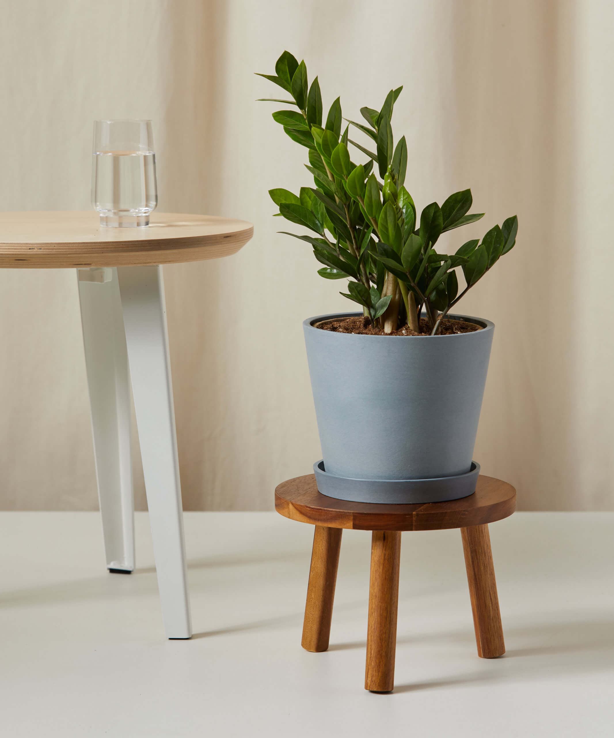 bloomscape_wooden-plant-stool_acacia_zz-plant