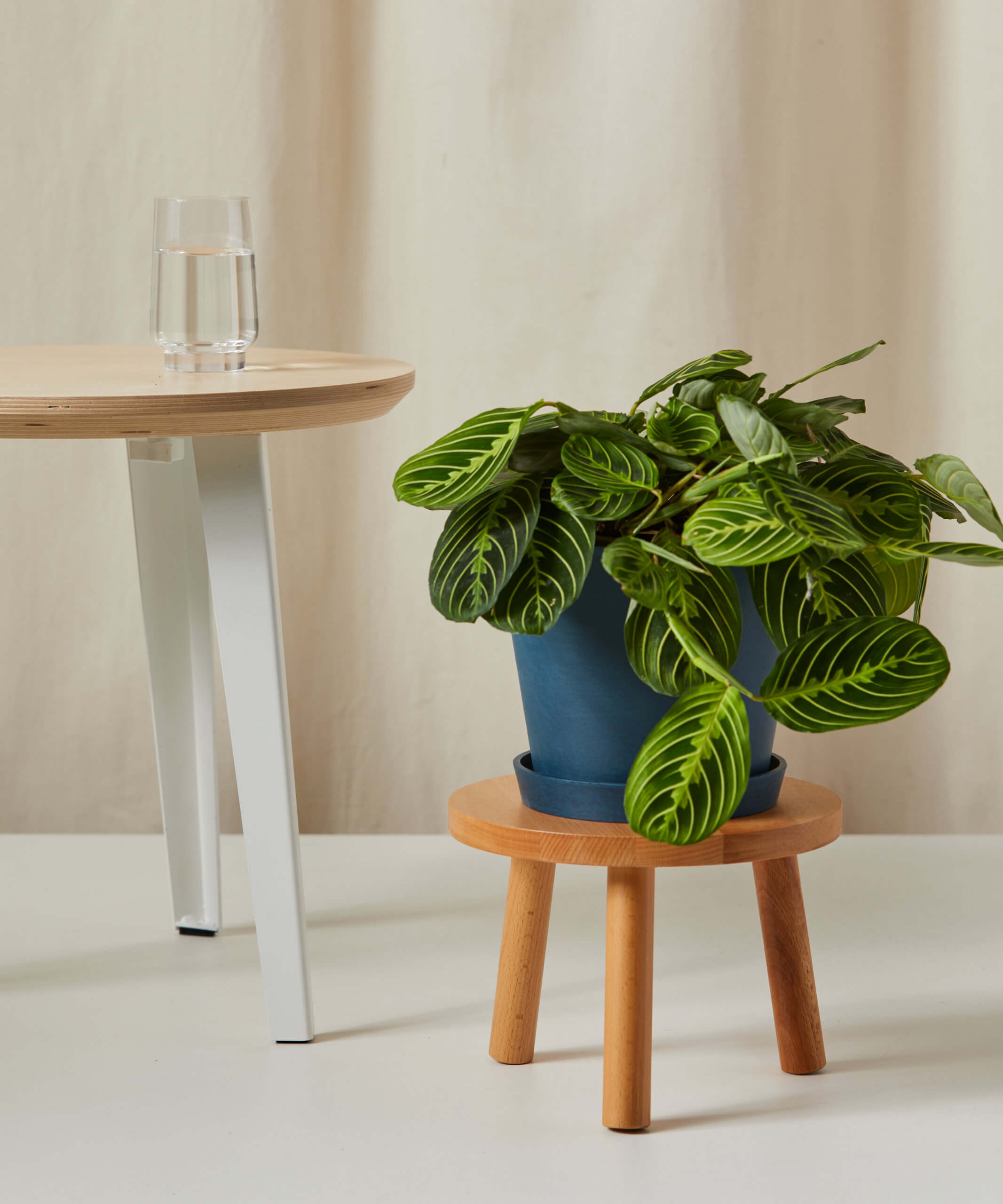 bloomscape_wooden-plant-stool_beech_neon-prayer-plant