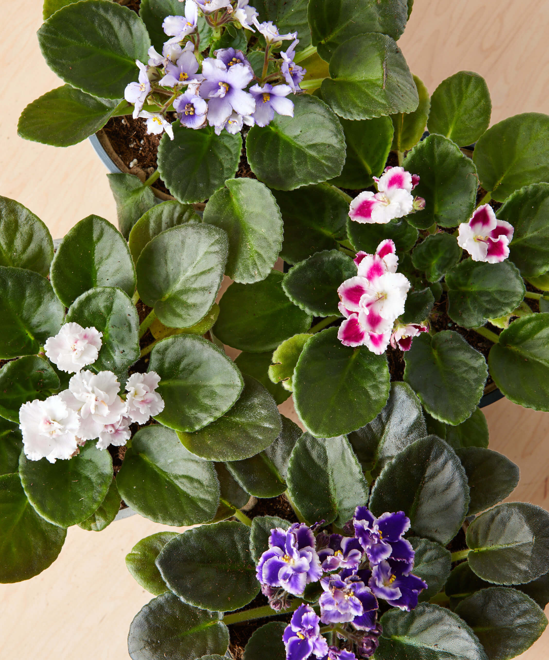 Buy Bloomscape African Violet Indoor Plant