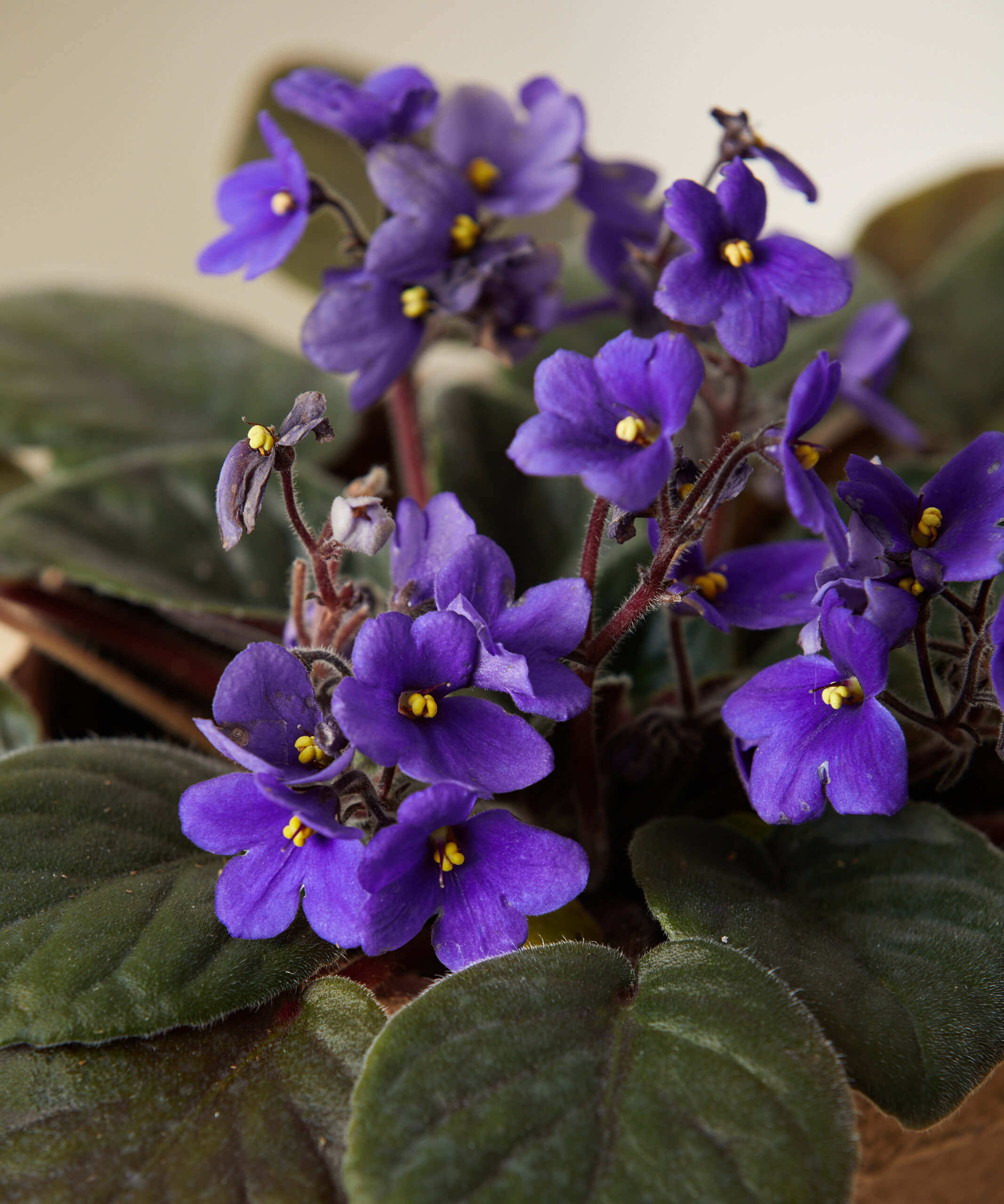 bloomscape_african-violet_purple_small_detail1