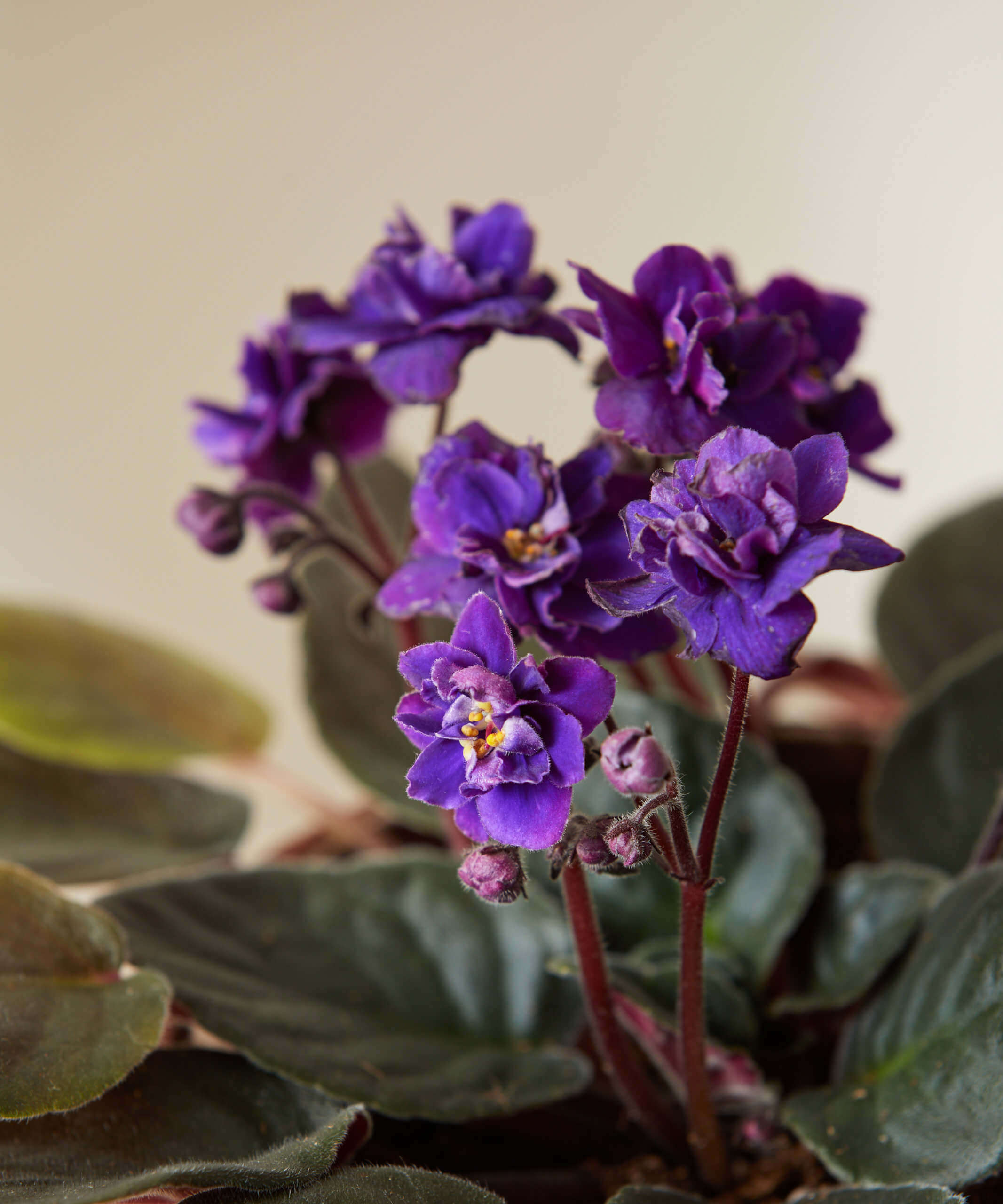 bloomscape_african-violet_purple_small_detail3