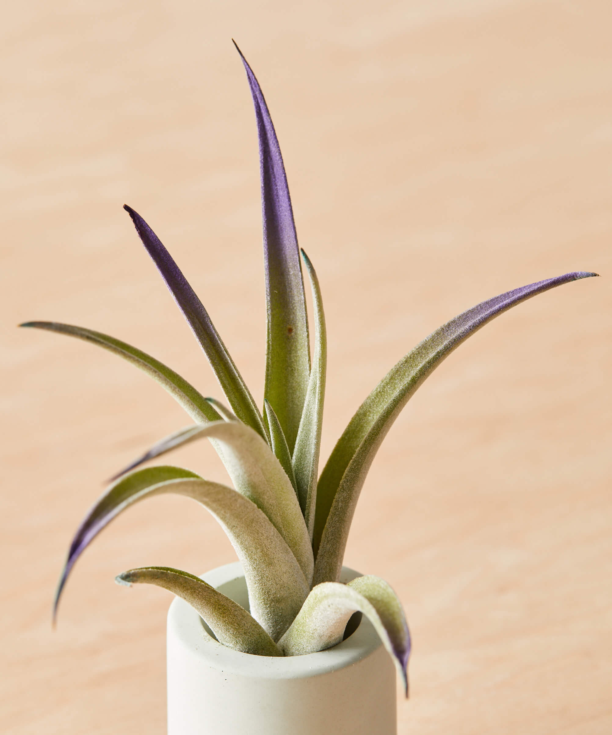 bloomscape_air-plant_large_detail4_Cropped green air plant with purple tips