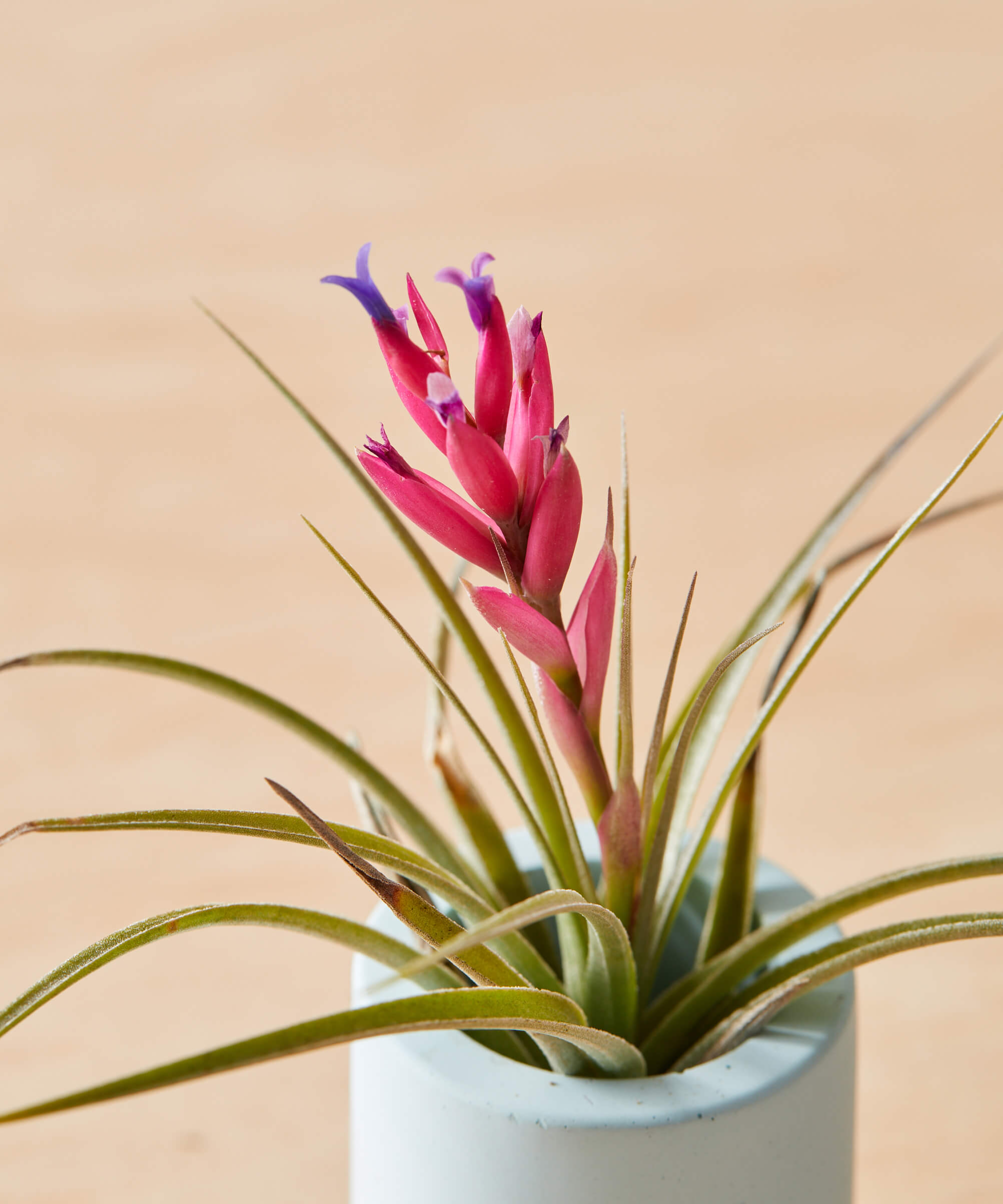 bloomscape_air-plant_large_detail5_Cropped Buy Bloomscape Indoor Air Plant