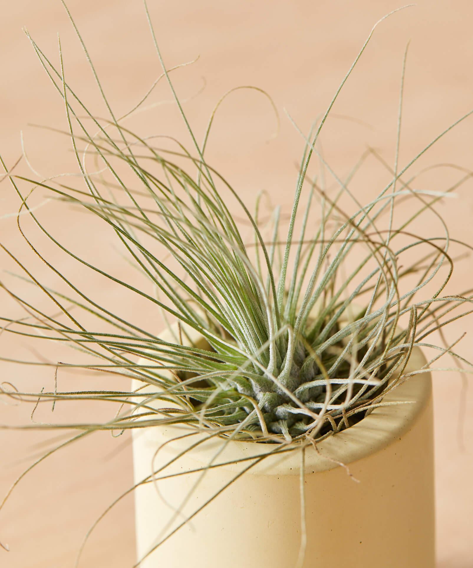 bloomscape_air-plant_small_detail1_Cropped