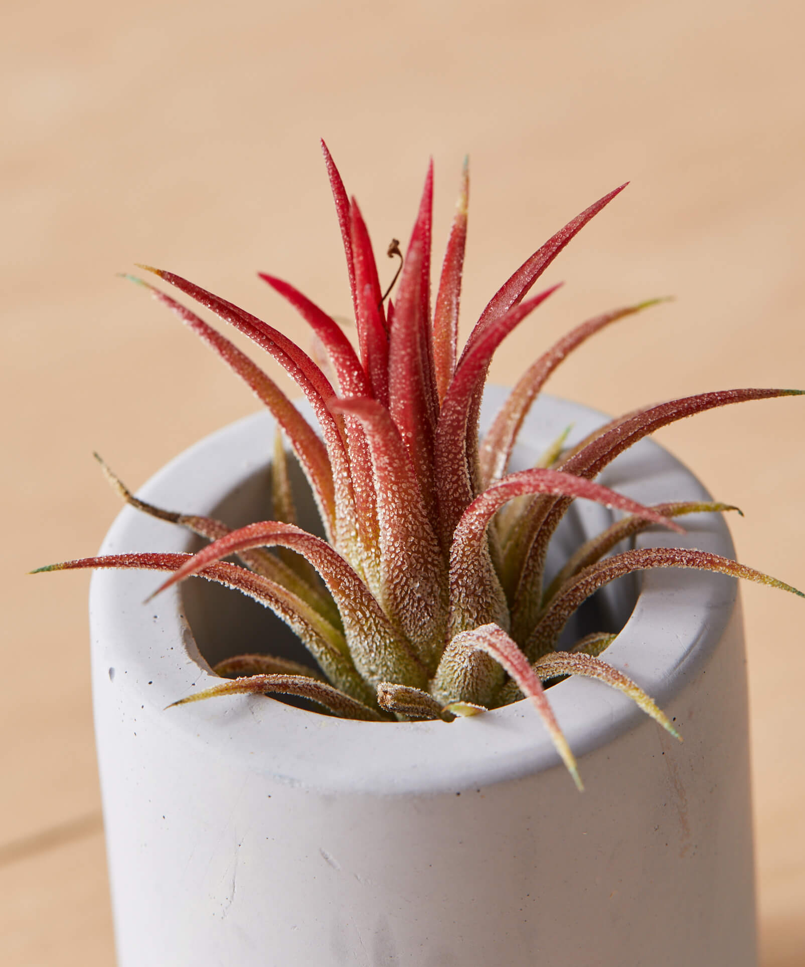 bloomscape_air-plant_small_detail2_Cropped