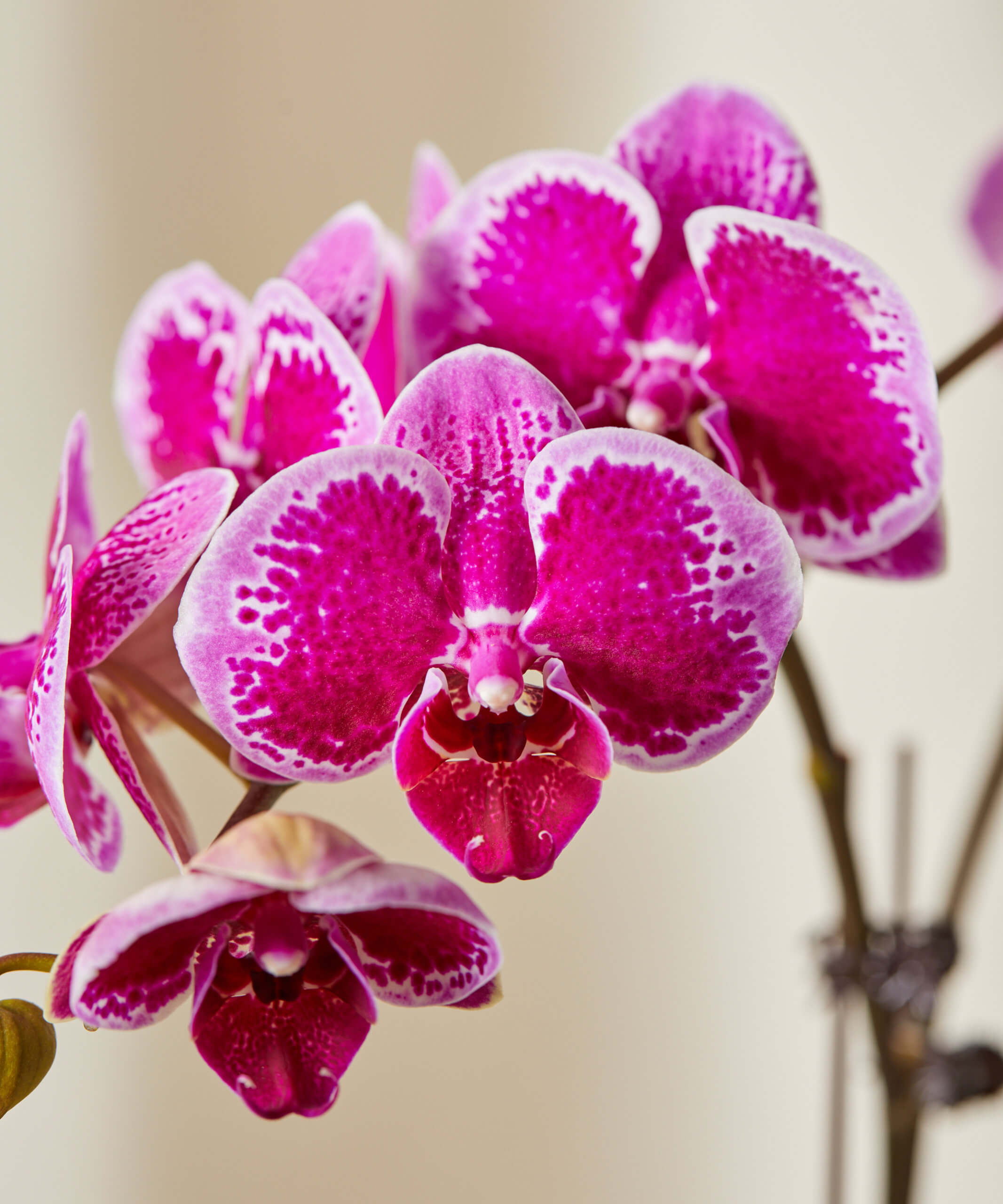 bloomscape_orchid-purple_medium_detail1